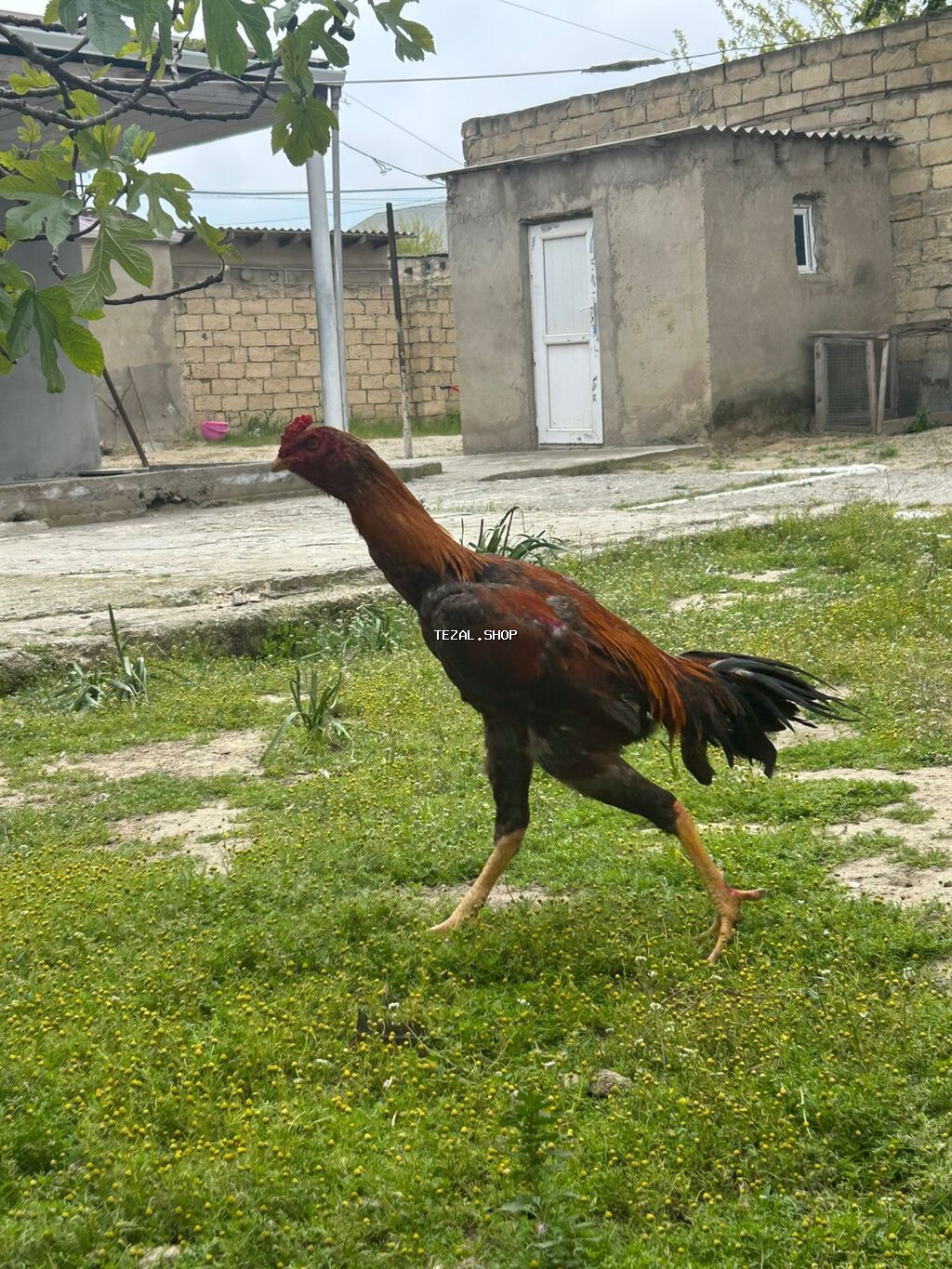 Salam heyvan 9aylgdi göz qabagndadi ciddi alıcılar narahat eləsin - şəkil 4
