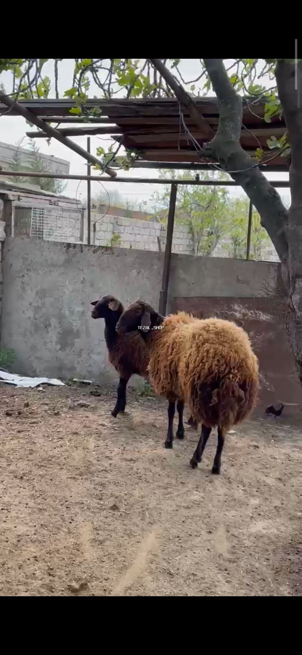 Qoç satılır - şəkil 2