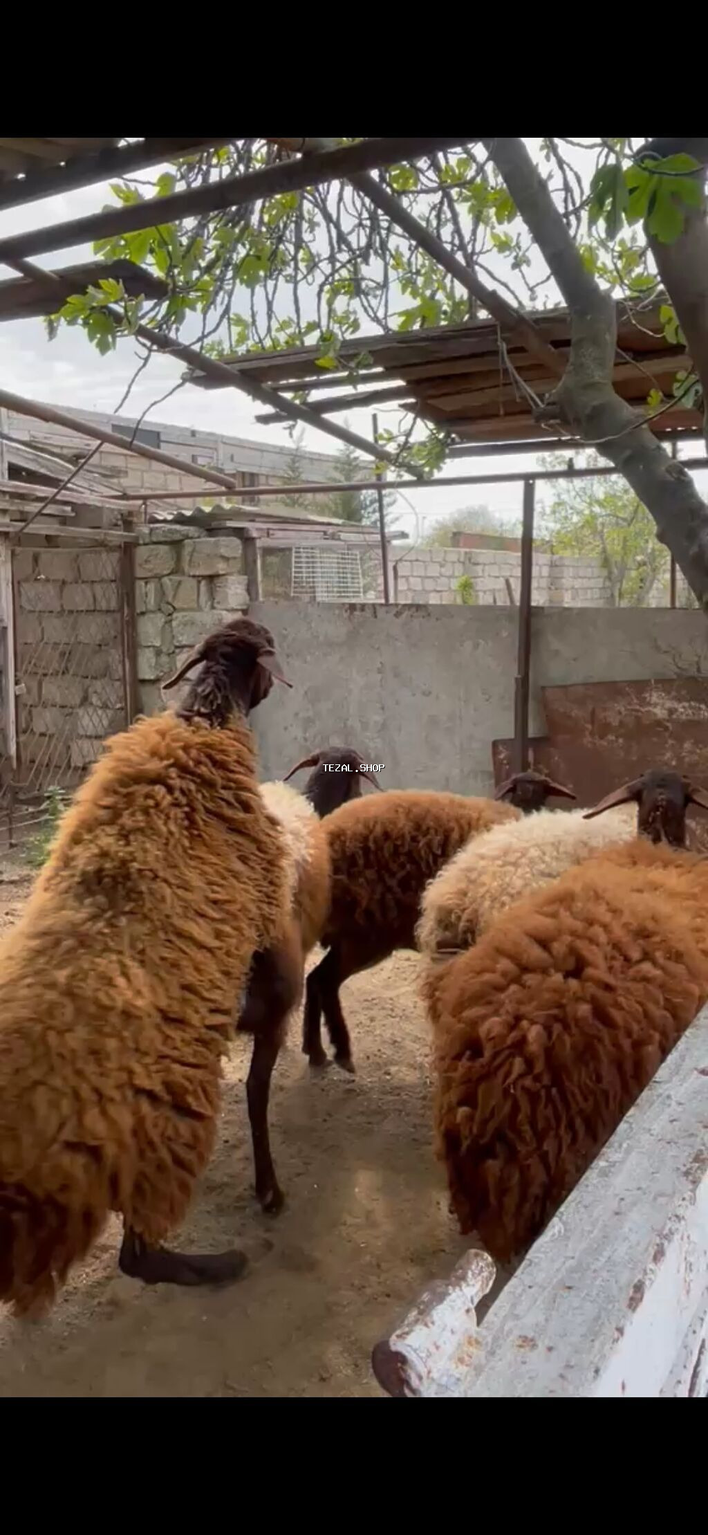 Qoç satılır - şəkil 3