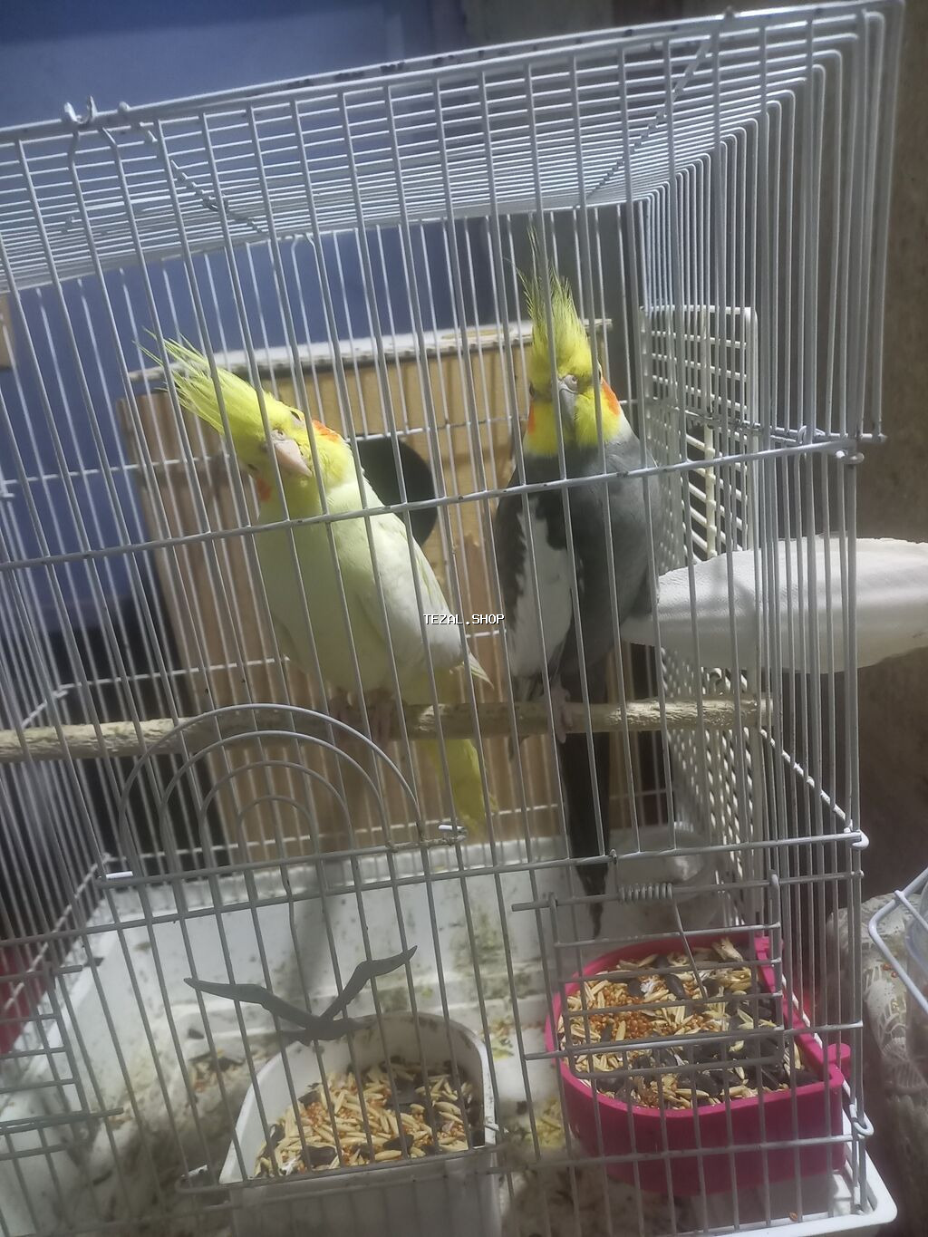 Karella Tutuqusu 1 cut qefesle beraber yuvasinda yumurtasida var