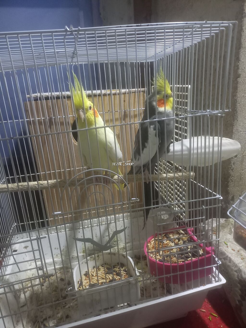 Karella Tutuqusu 1 cut qefesle beraber yuvasinda yumurtasida var - şəkil 2