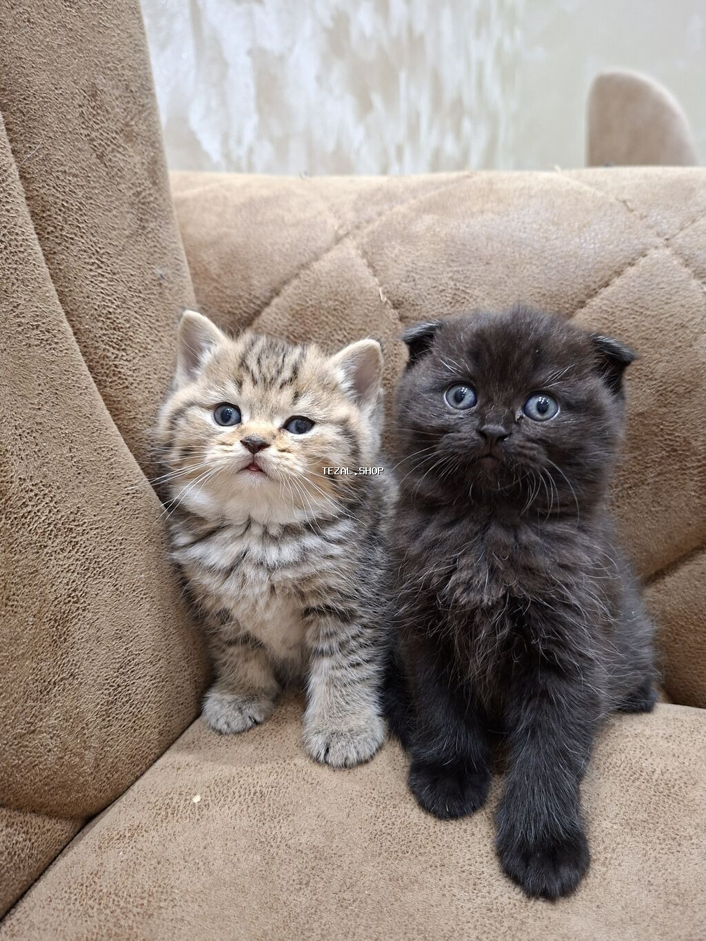 Qızıl şinşilla, Erkək, Dişi, Ünvandan götürmə