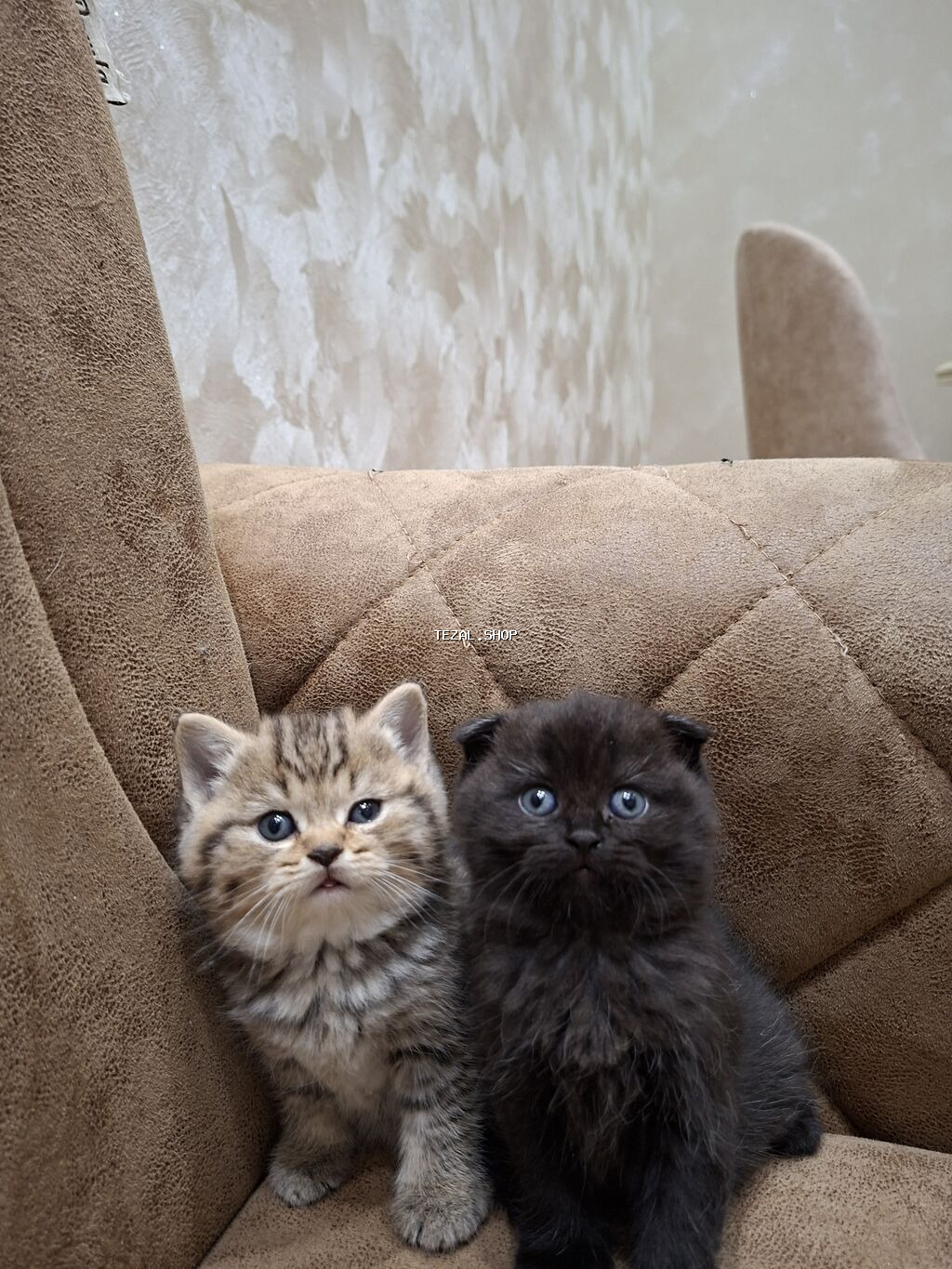 Qızıl şinşilla, Erkək, Dişi, Ünvandan götürmə - şəkil 2