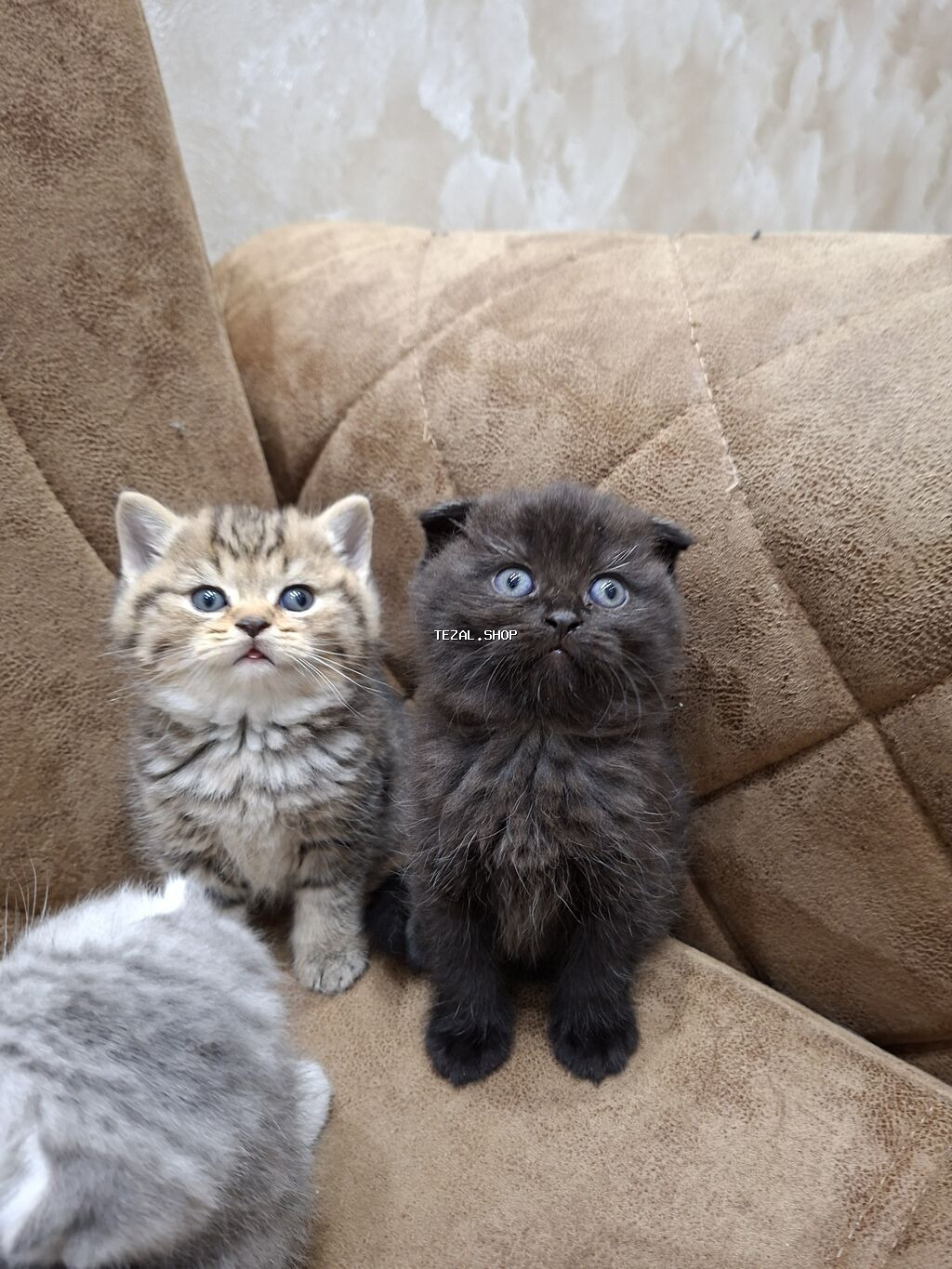 Qızıl şinşilla, Erkək, Dişi, Ünvandan götürmə - şəkil 3