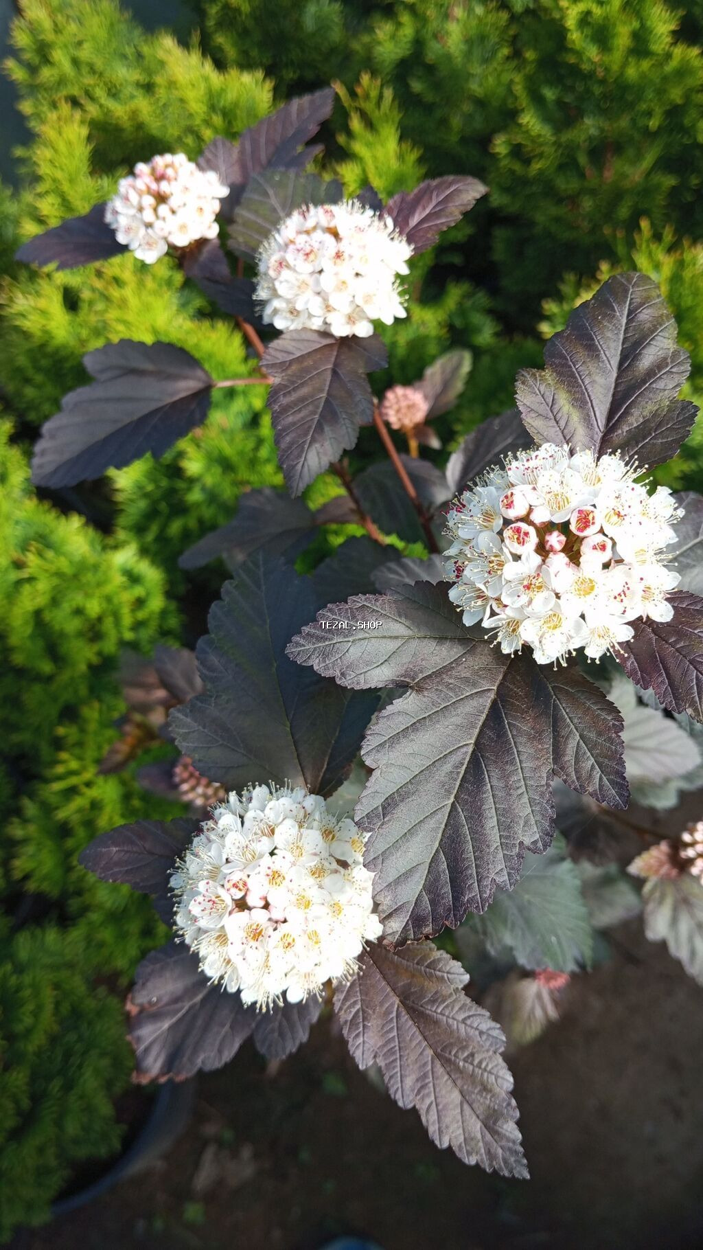 Gül və ağaclarin satişi Bütün Bölgələrə Səliqəli Çatdirilma edirəm