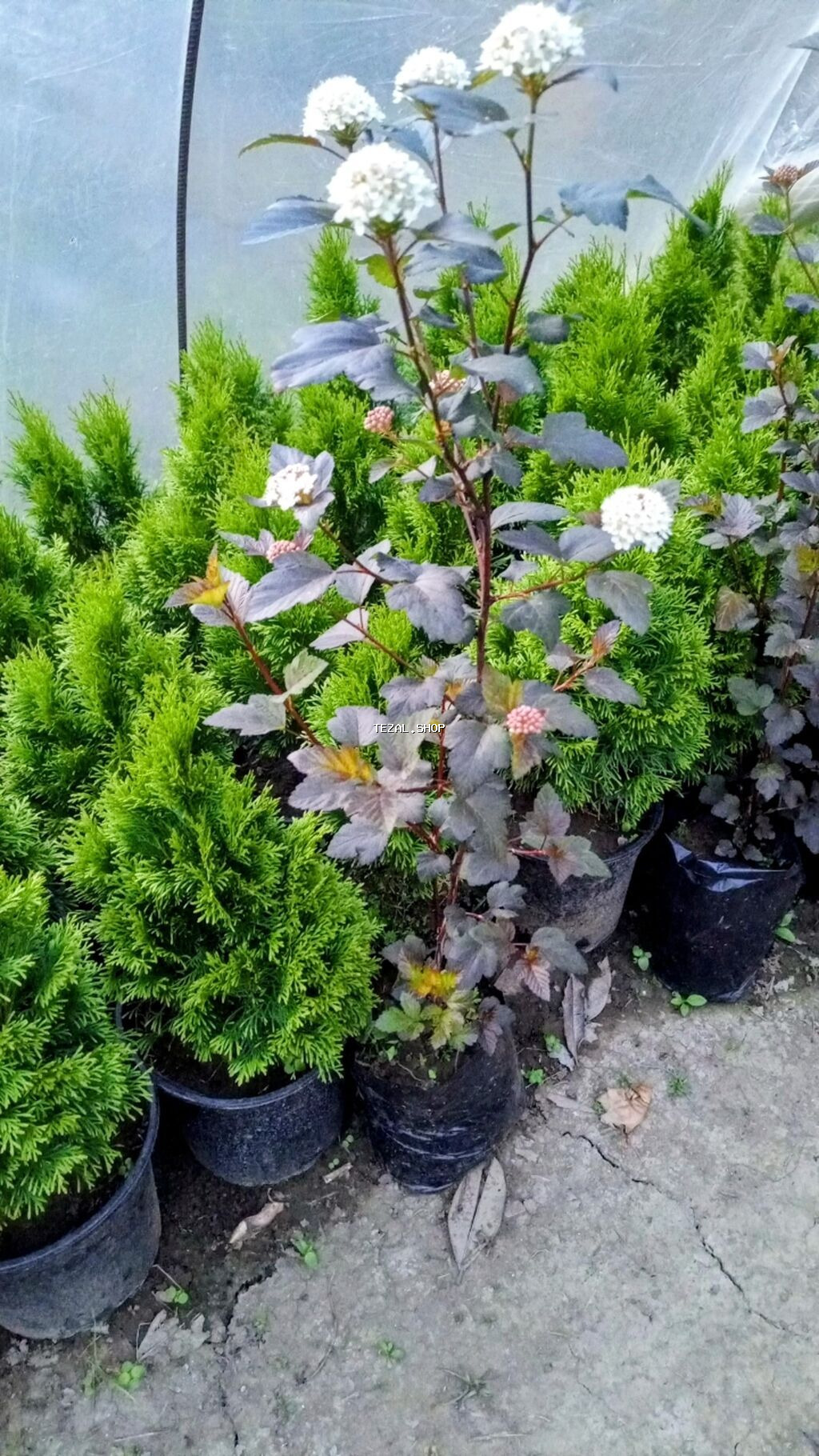 Gül və ağaclarin satişi Bütün Bölgələrə Səliqəli Çatdirilma edirəm - şəkil 2