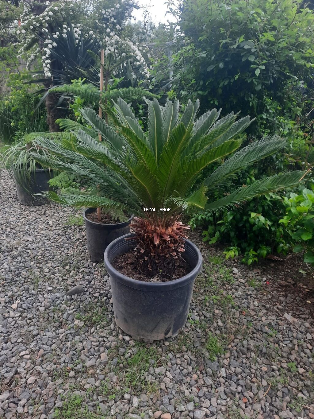 Gül və ağaclarin satişi Bütün Bölgələrə Səliqəli Çatdirilma edirəm - şəkil 3