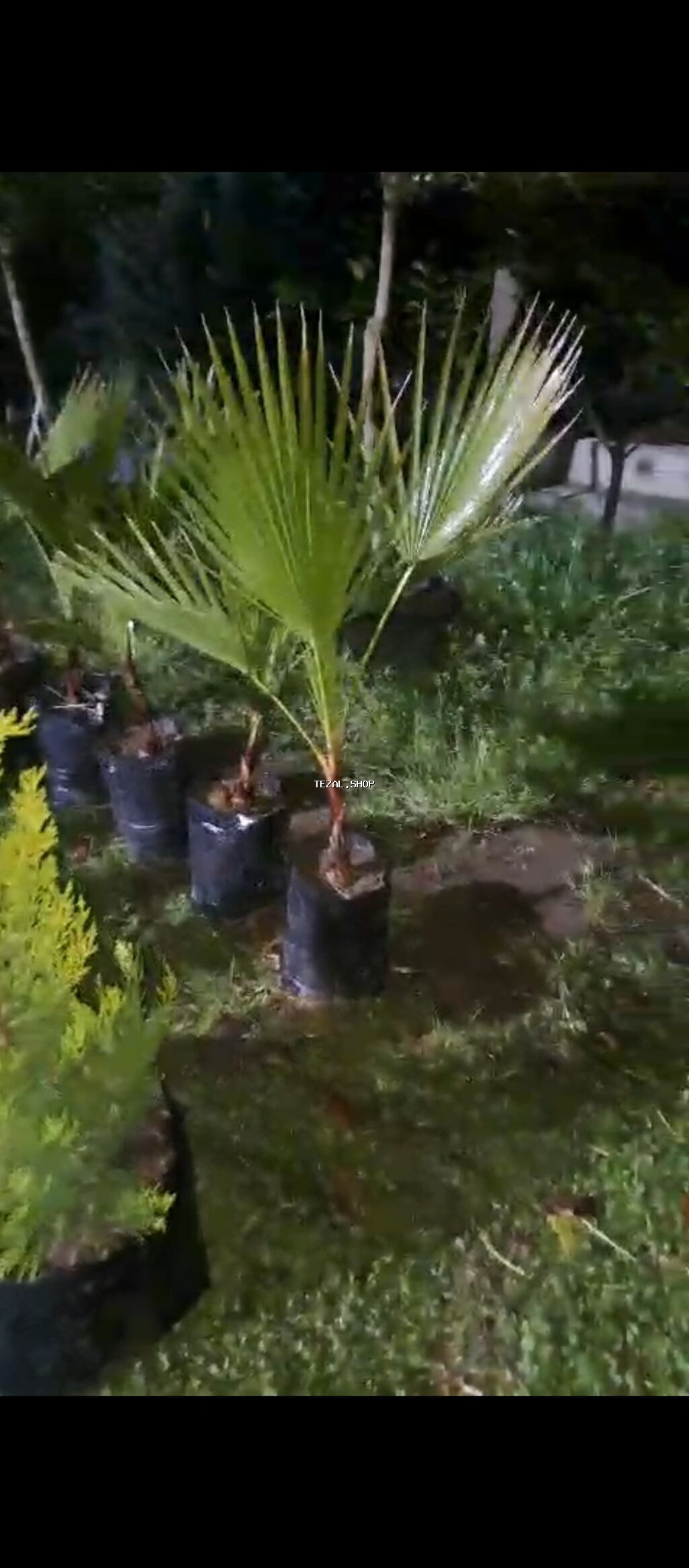 Gül və ağaclarin satişi Bütün Bölgələrə Səliqəli Çatdirilma edirəm - şəkil 4