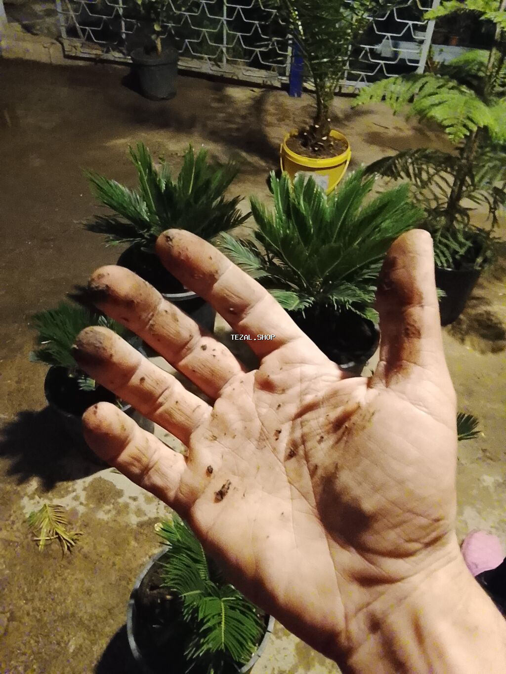 Gül və ağaclarin satişi Bütün Bölgələrə Səliqəli Çatdirilma edirəm - şəkil 5