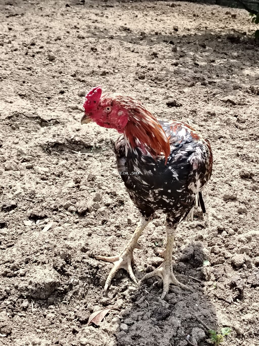 70 azn razılaşma yolu ilə Heratı xoruzu