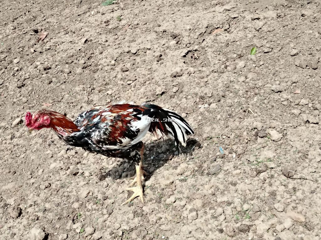 70 azn razılaşma yolu ilə Heratı xoruzu - şəkil 2