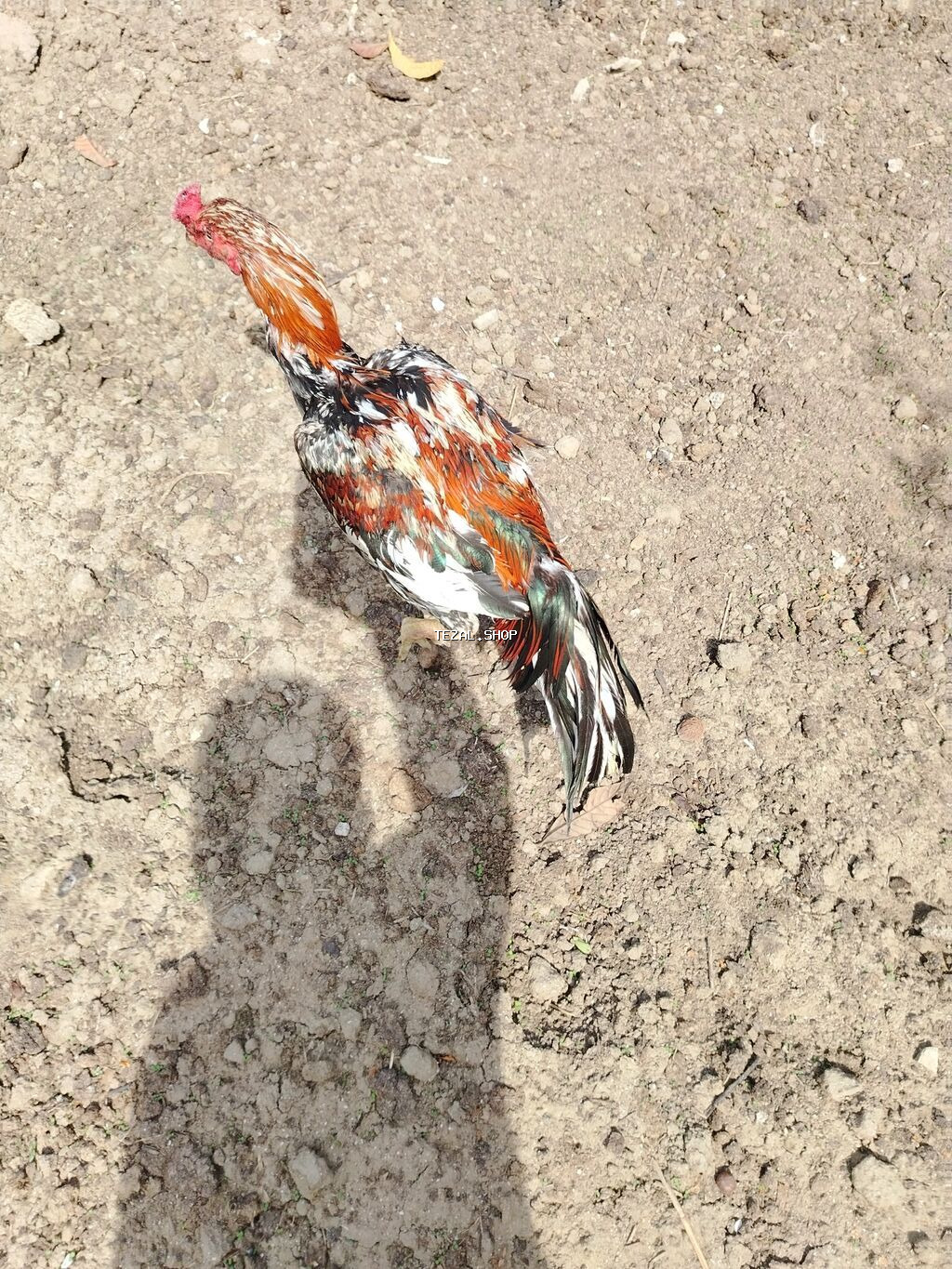 70 azn razılaşma yolu ilə Heratı xoruzu - şəkil 3