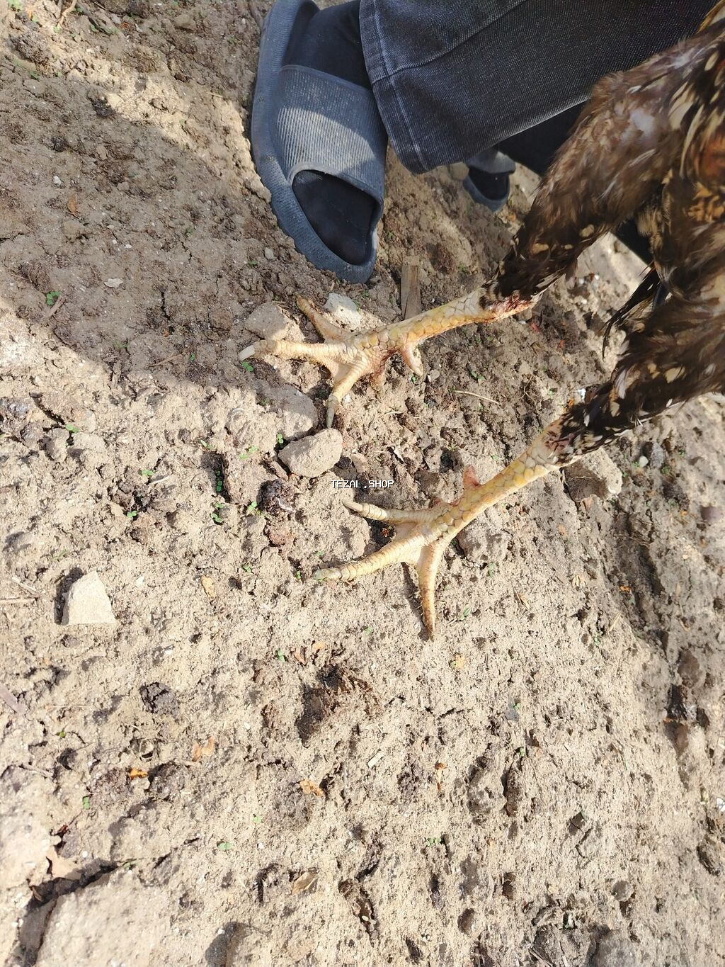 70 azn razılaşma yolu ilə Heratı xoruzu - şəkil 4