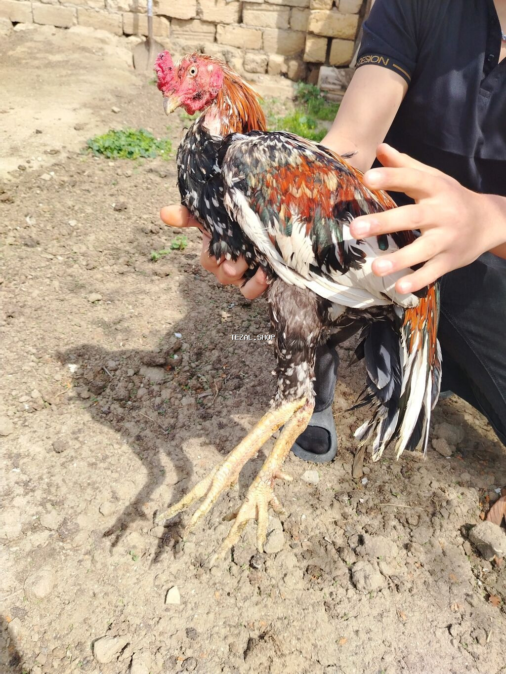 70 azn razılaşma yolu ilə Heratı xoruzu - şəkil 5