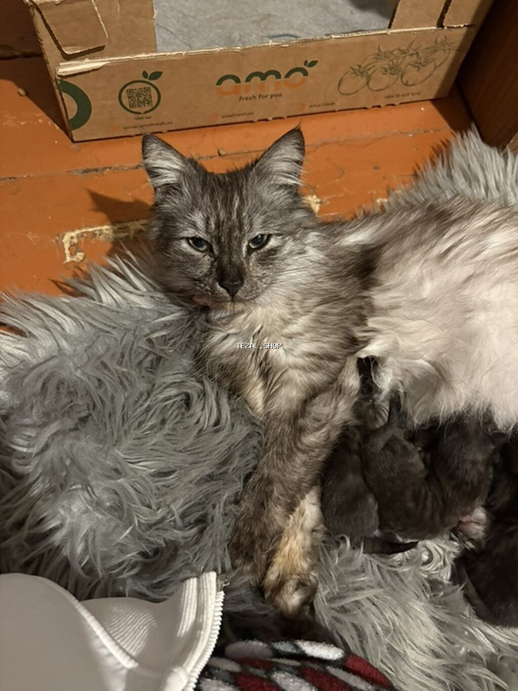 Erkək, Dişi, Yaxşı əllərə, Pulsuz çatdırılma