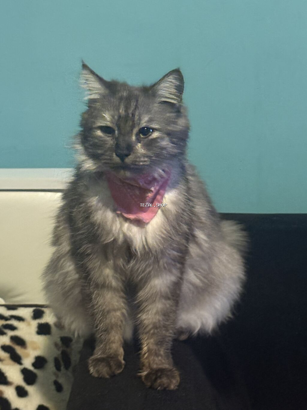 Erkək, Dişi, Yaxşı əllərə, Pulsuz çatdırılma - şəkil 2