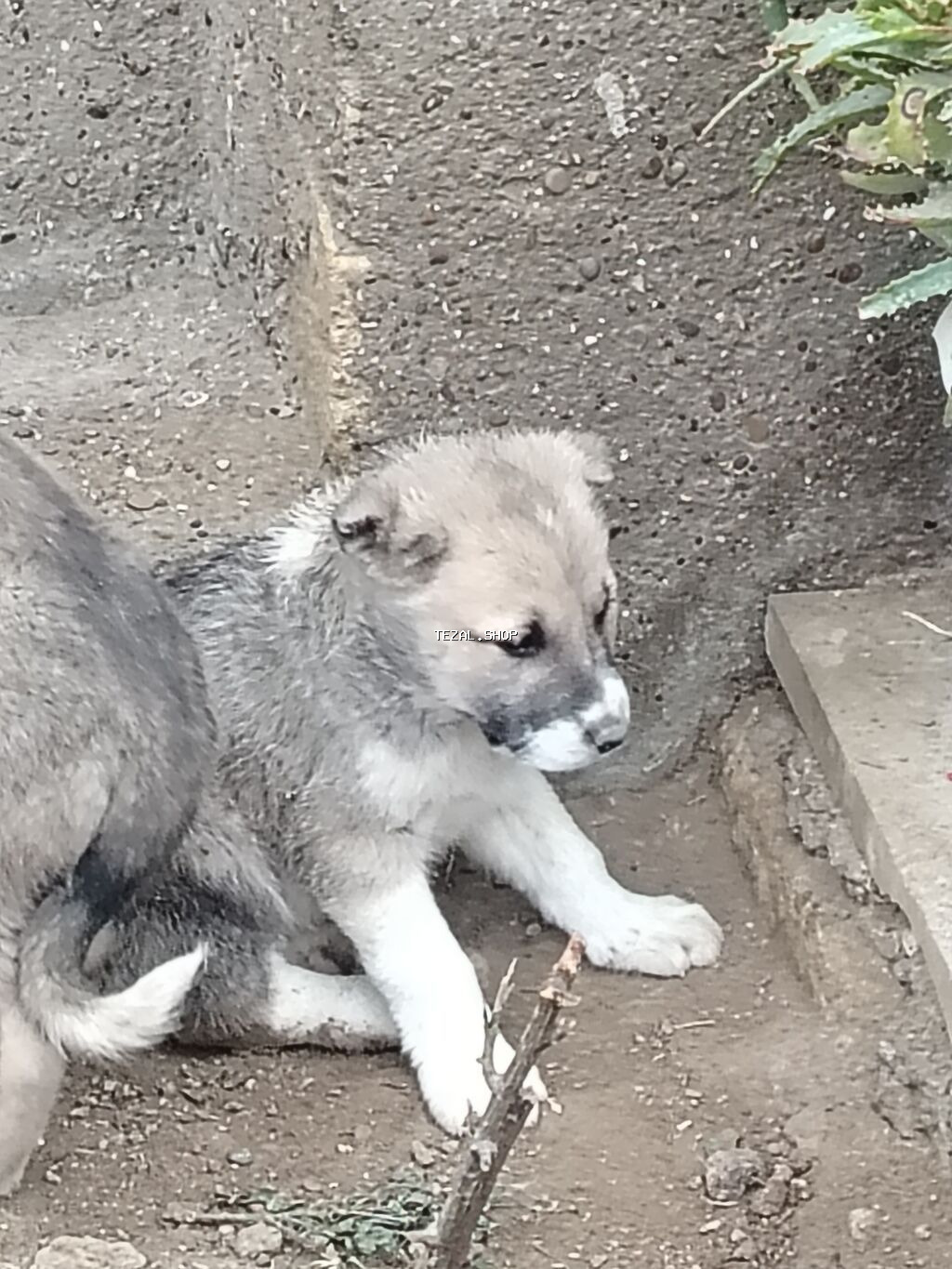 Peyvəndli - şəkil 2