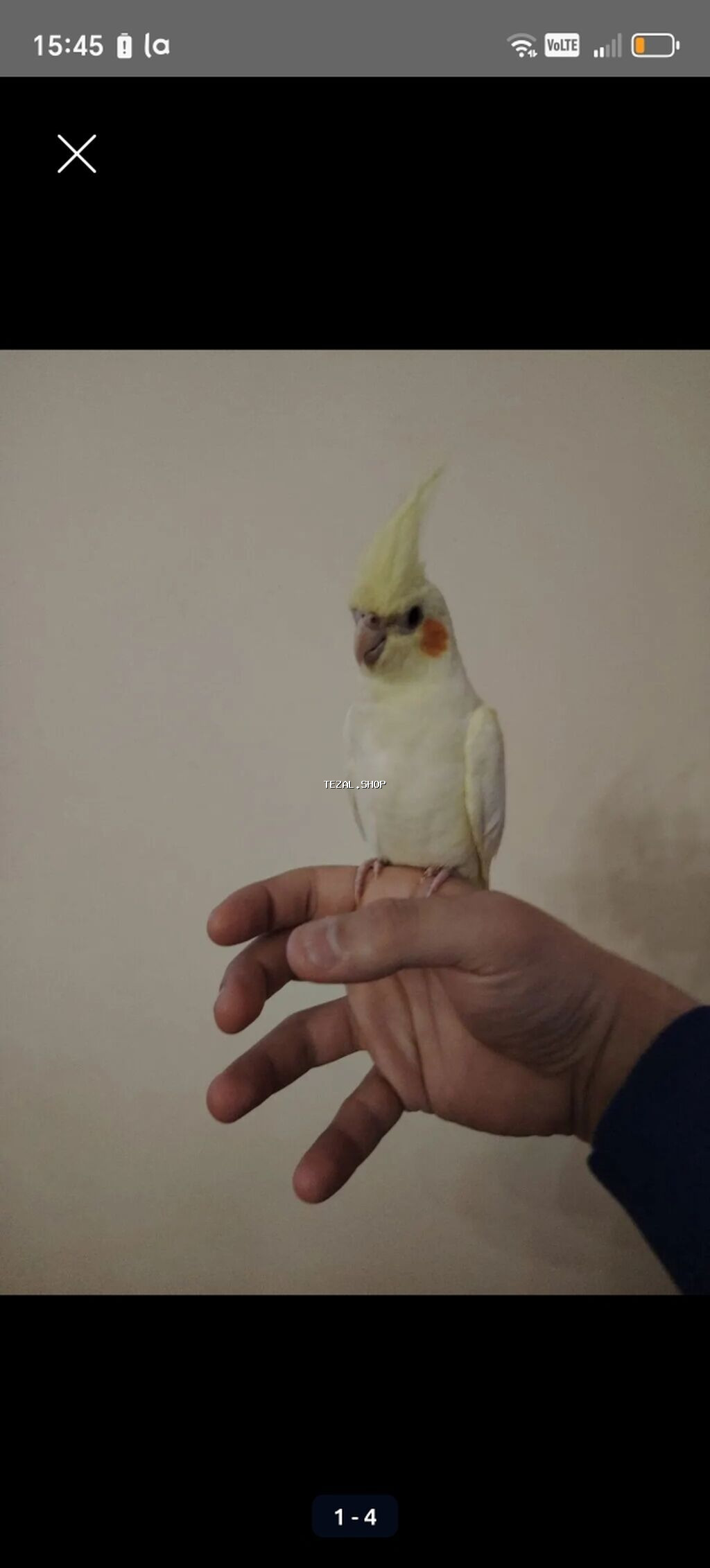 Korella ele oyrenib qefesle biryerde hamsi biryerde 100 azn