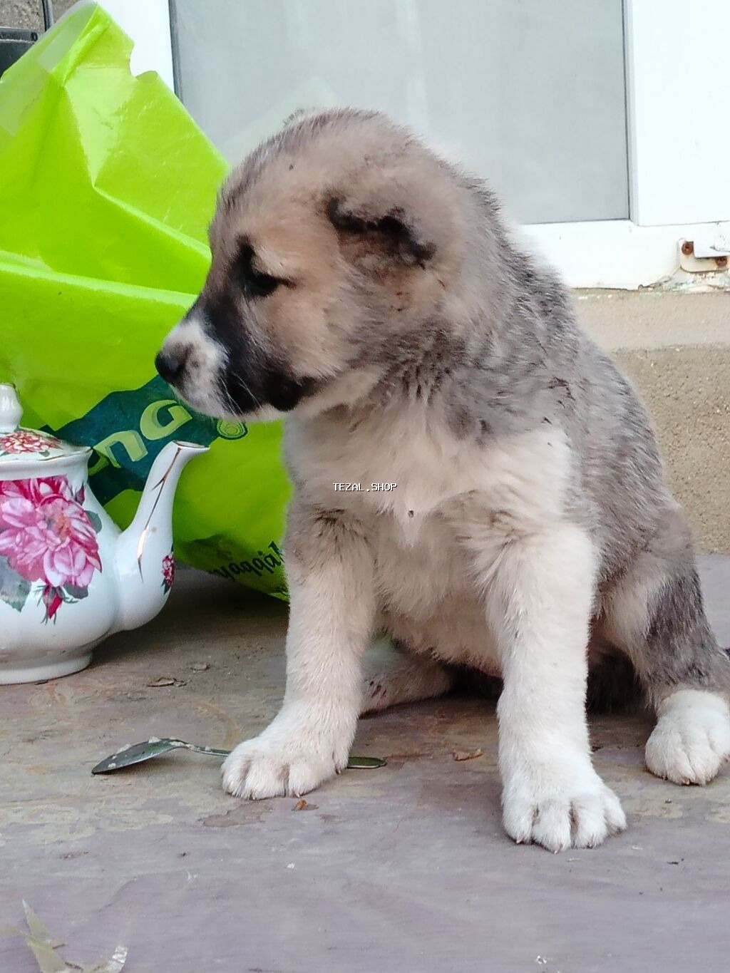 1 ay, Erkek, Peyvəndli, Ödənişli çatdırılma