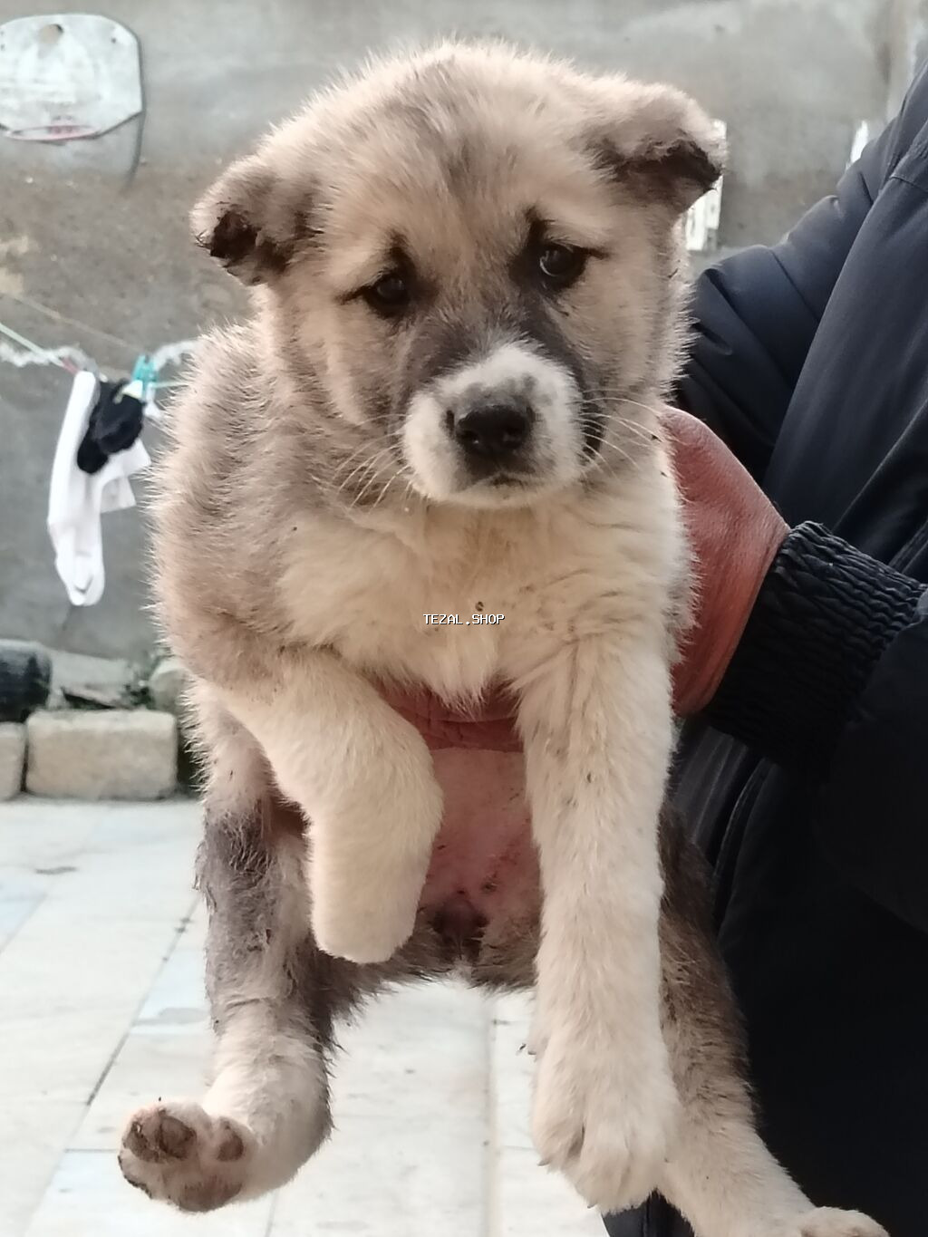 1 ay, Erkek, Peyvəndli, Ödənişli çatdırılma - şəkil 2