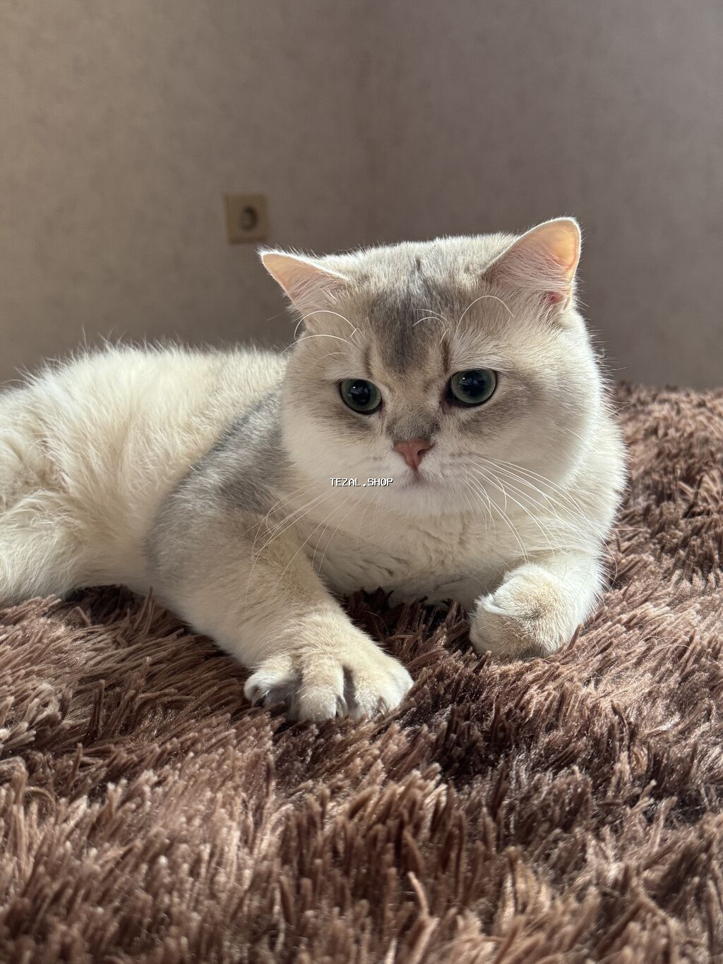 Şinşilla, Erkək, Cütləşmə üçün