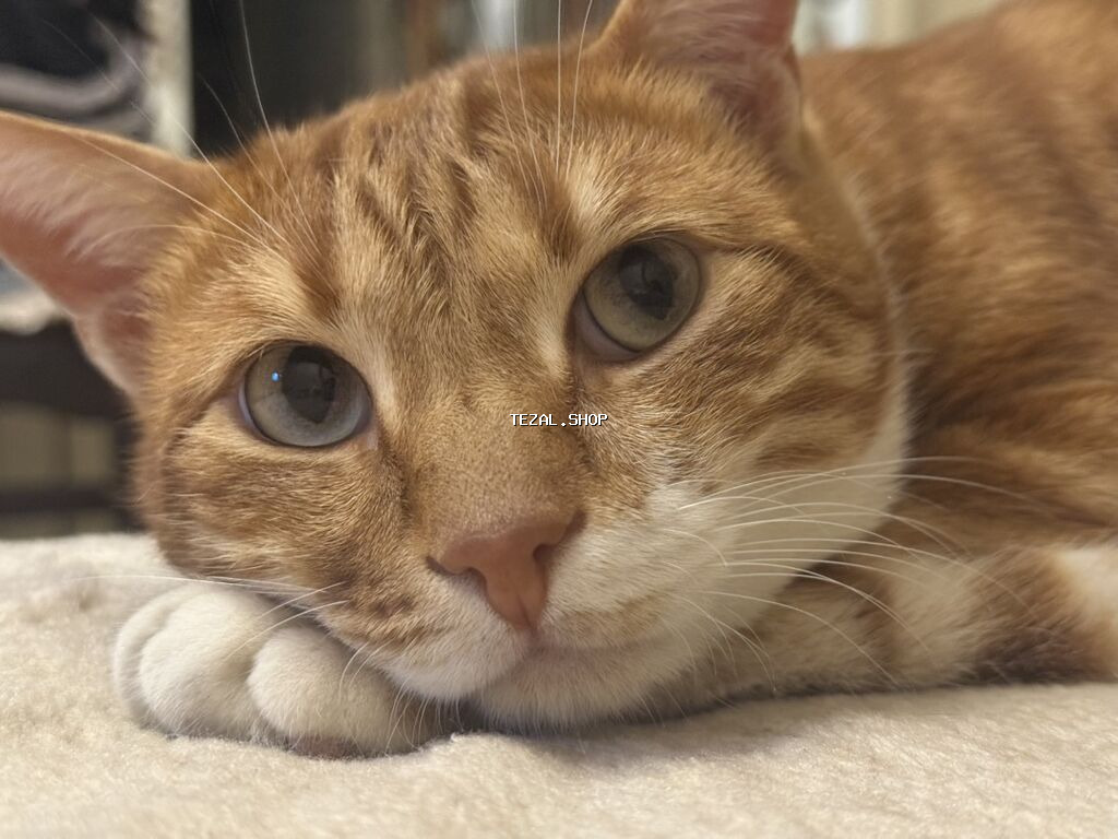 Yalniz etibarli ellere