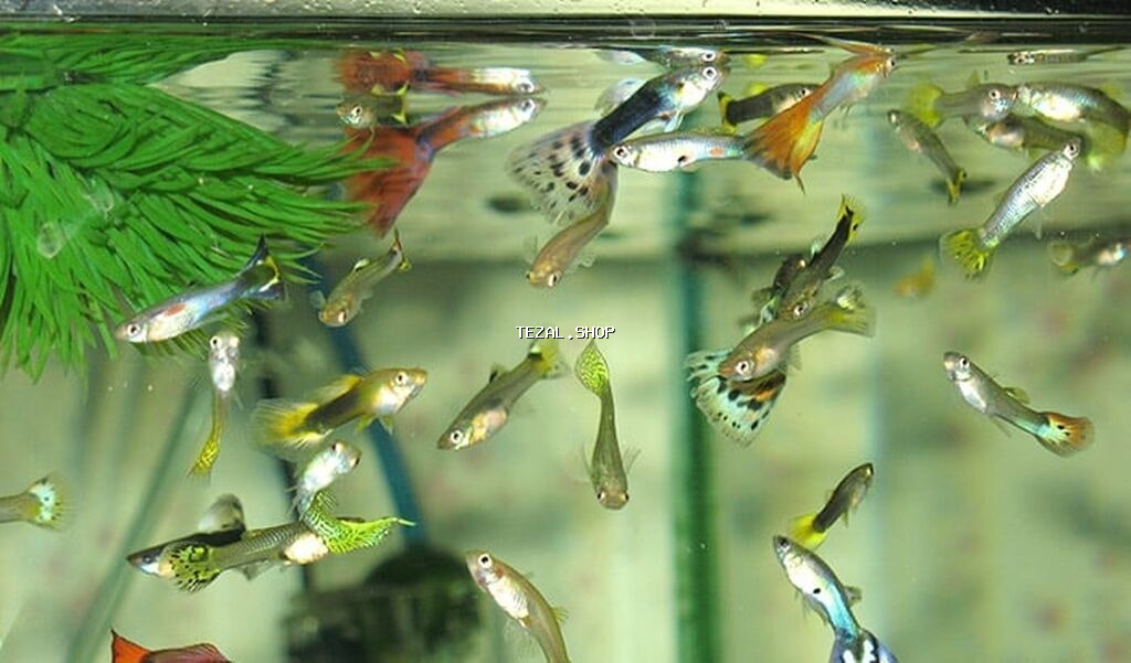 Akvarium-şkaf, Balıqlarla birlikdə, 100 l, Ünvandan götürmə - şəkil 3