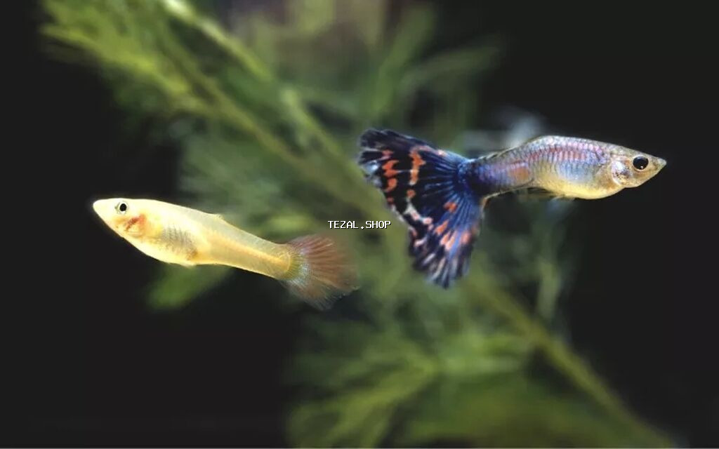 Akvarium-şkaf, Balıqlarla birlikdə, 100 l, Ünvandan götürmə - şəkil 5