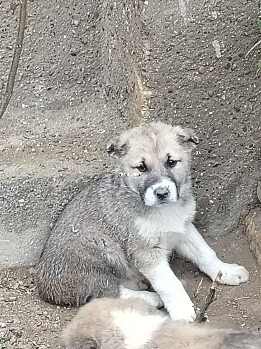 Erkek, Peyvəndli, Ödənişli çatdırılma
