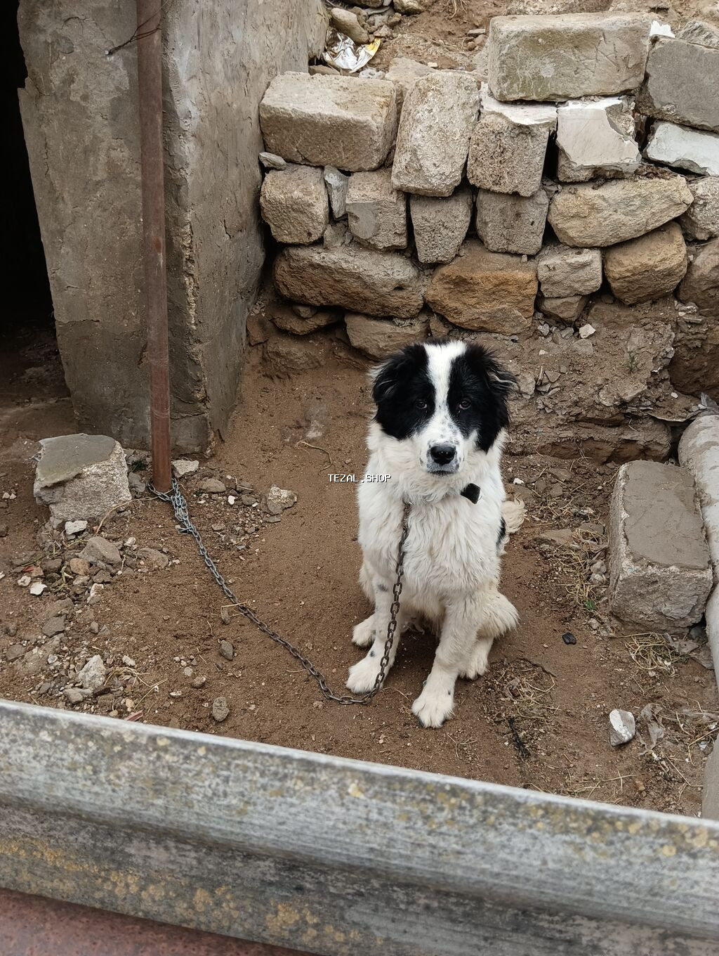 Salam 8ayliq kucuydu dişidi maturxanin nəticəsidi.ite gedir amma