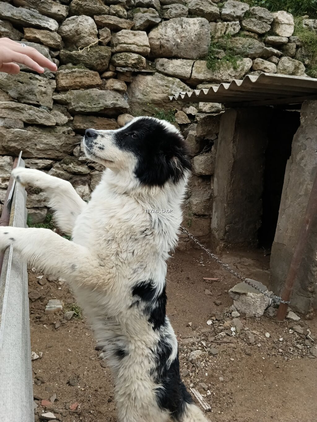 Salam 8ayliq kucuydu dişidi maturxanin nəticəsidi.ite gedir amma - şəkil 2