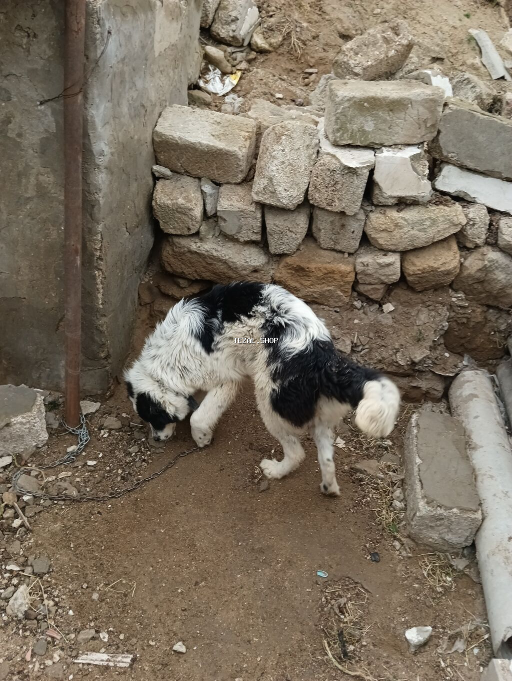 Salam 8ayliq kucuydu dişidi maturxanin nəticəsidi.ite gedir amma - şəkil 3