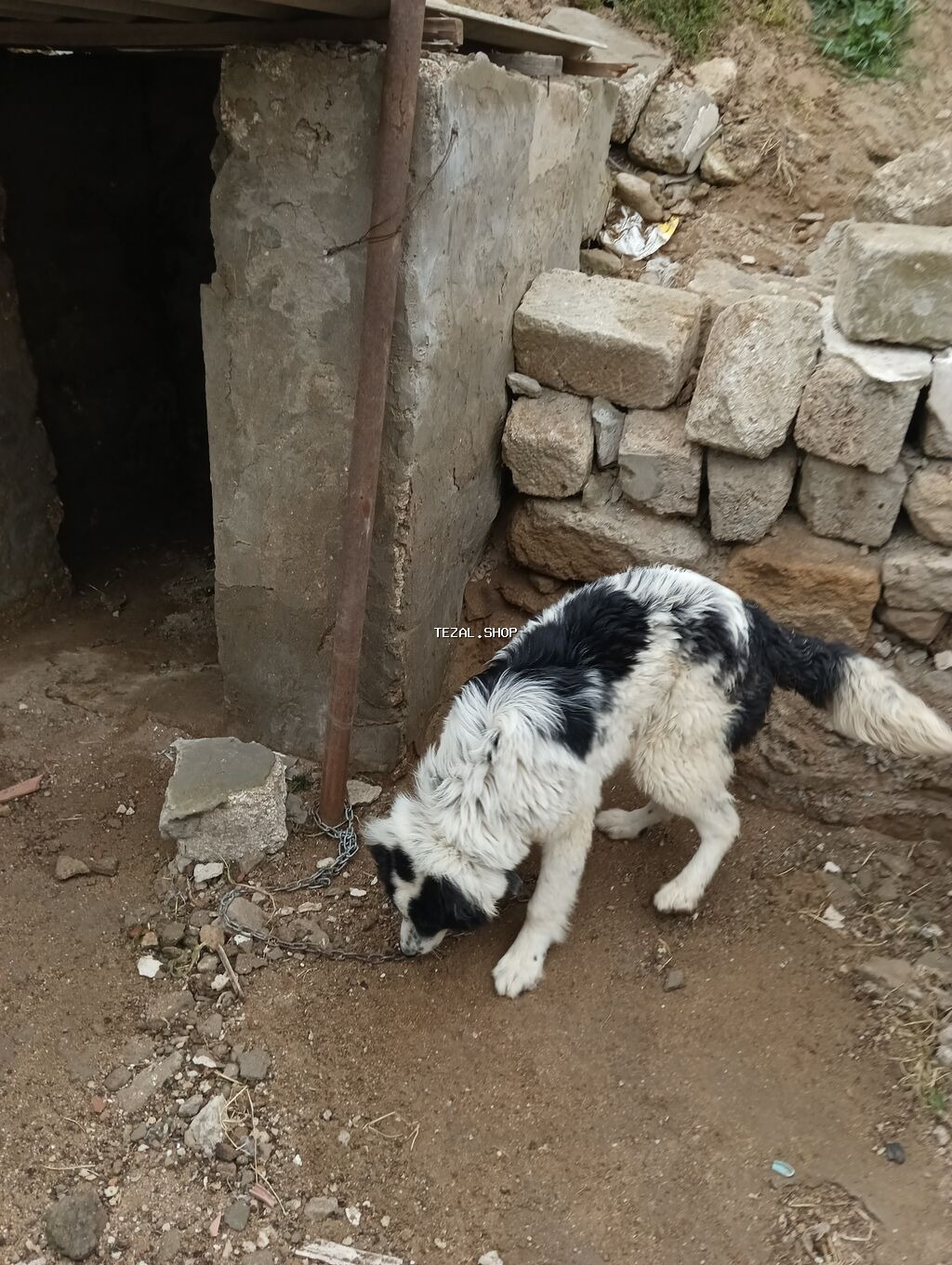 Salam 8ayliq kucuydu dişidi maturxanin nəticəsidi.ite gedir amma - şəkil 4