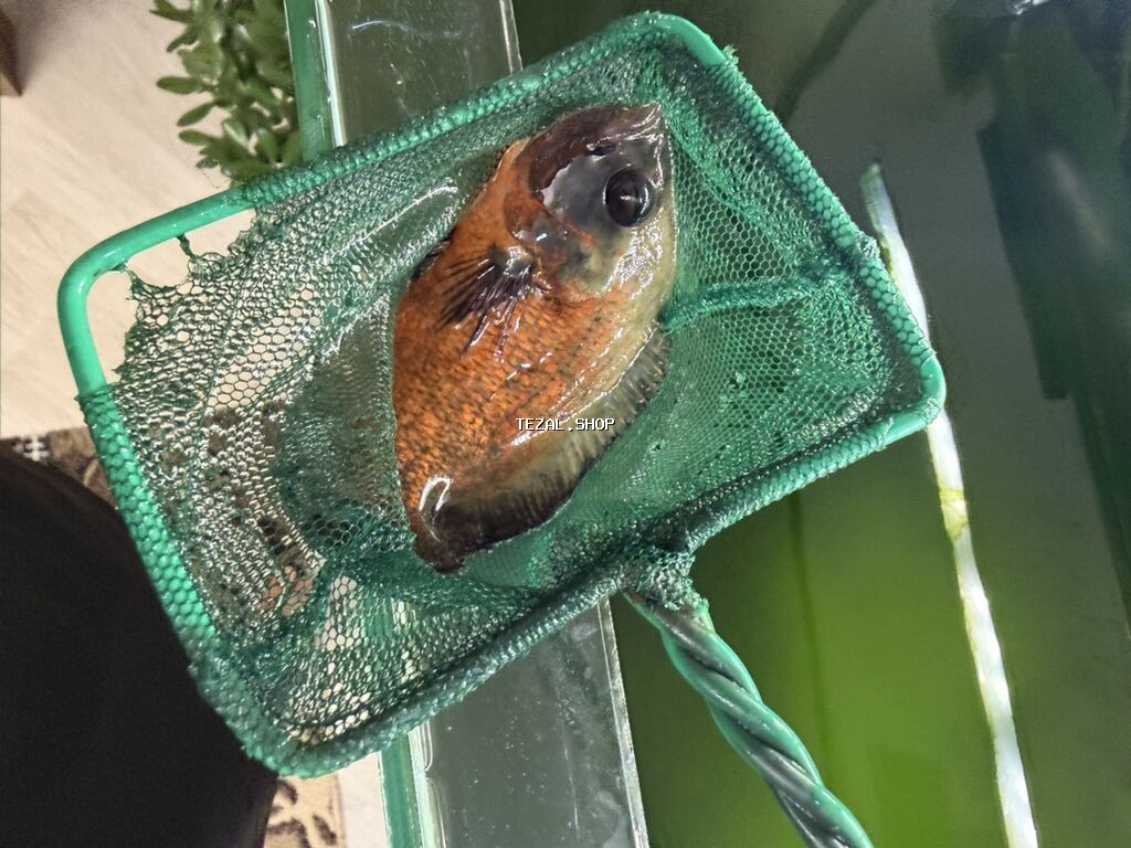Dördbucaq akvarium, Balıqlarla birlikdə, 240 l - şəkil 2