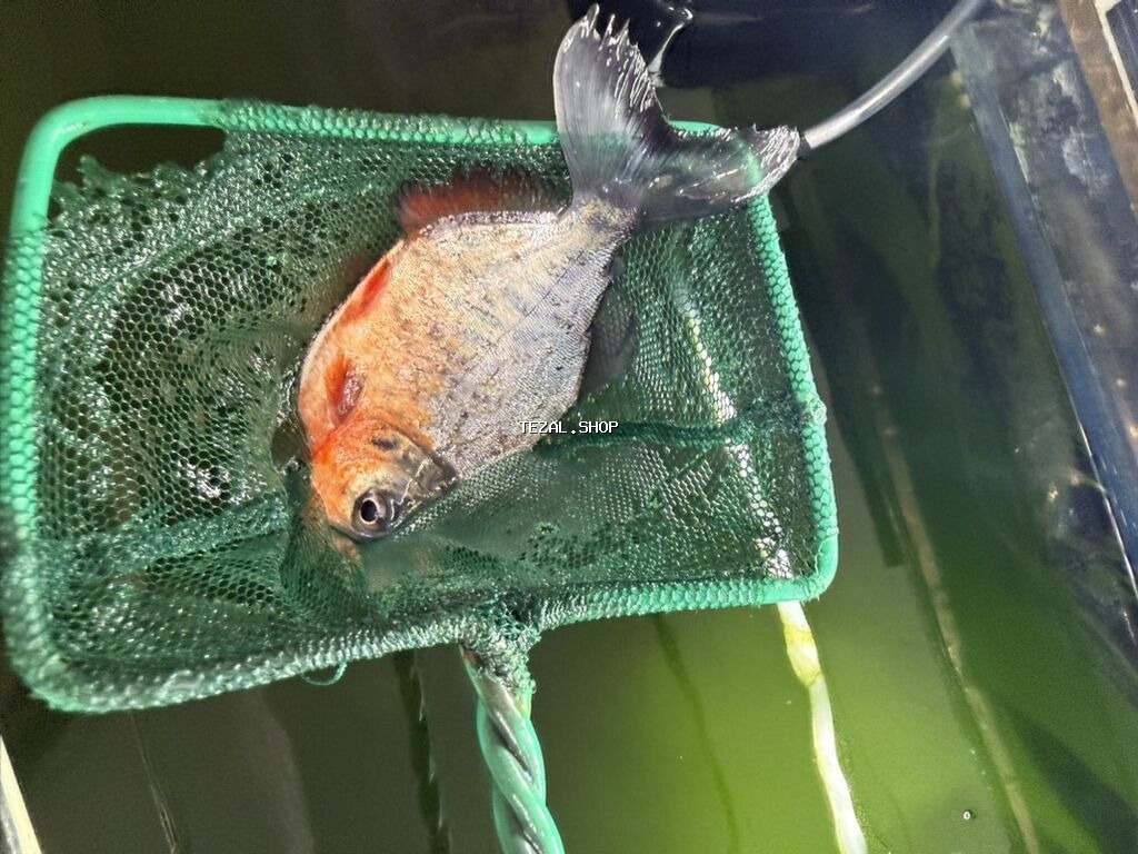 Dördbucaq akvarium, Balıqlarla birlikdə, 240 l - şəkil 3