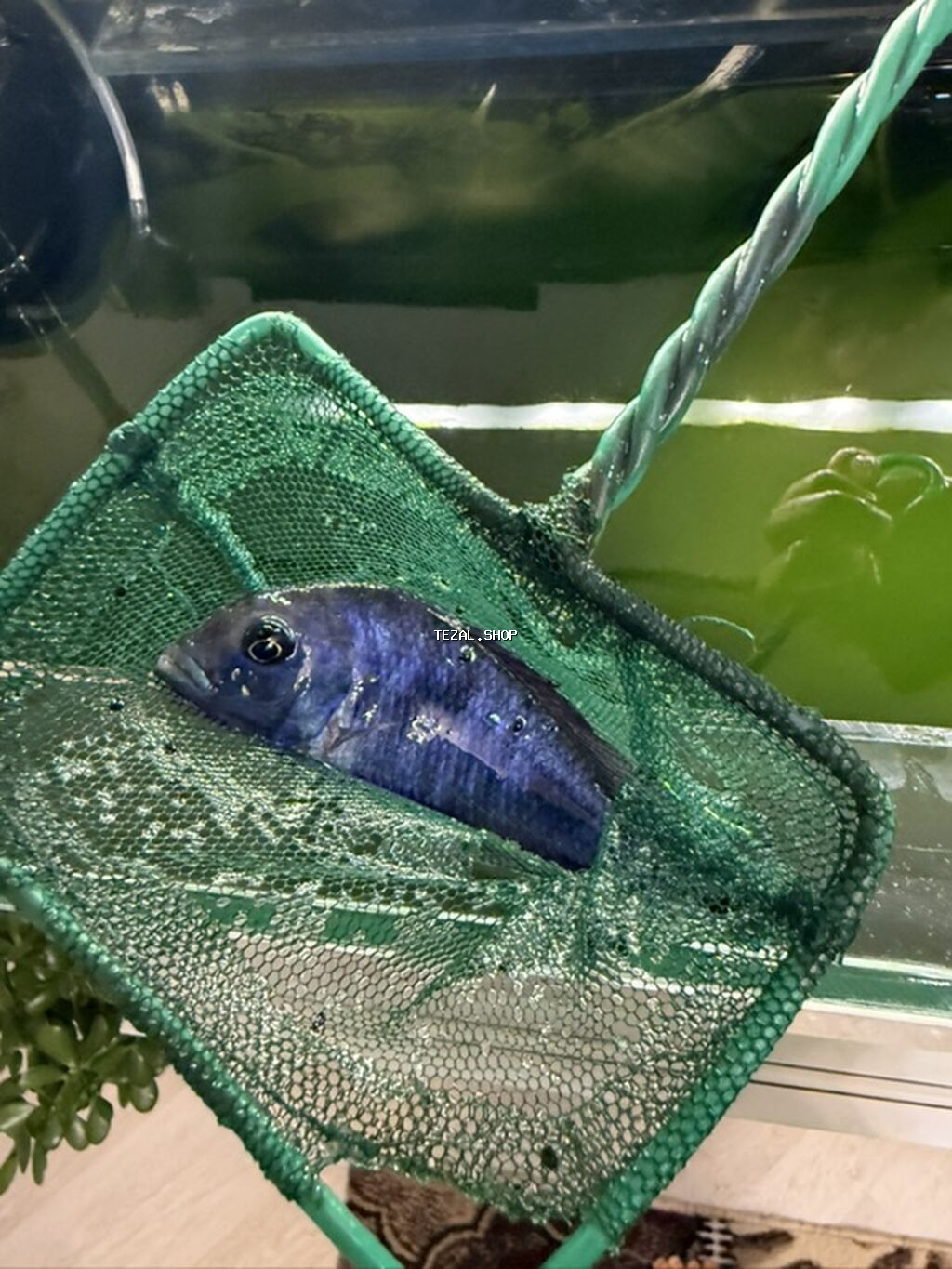 Dördbucaq akvarium, Balıqlarla birlikdə, 240 l - şəkil 4