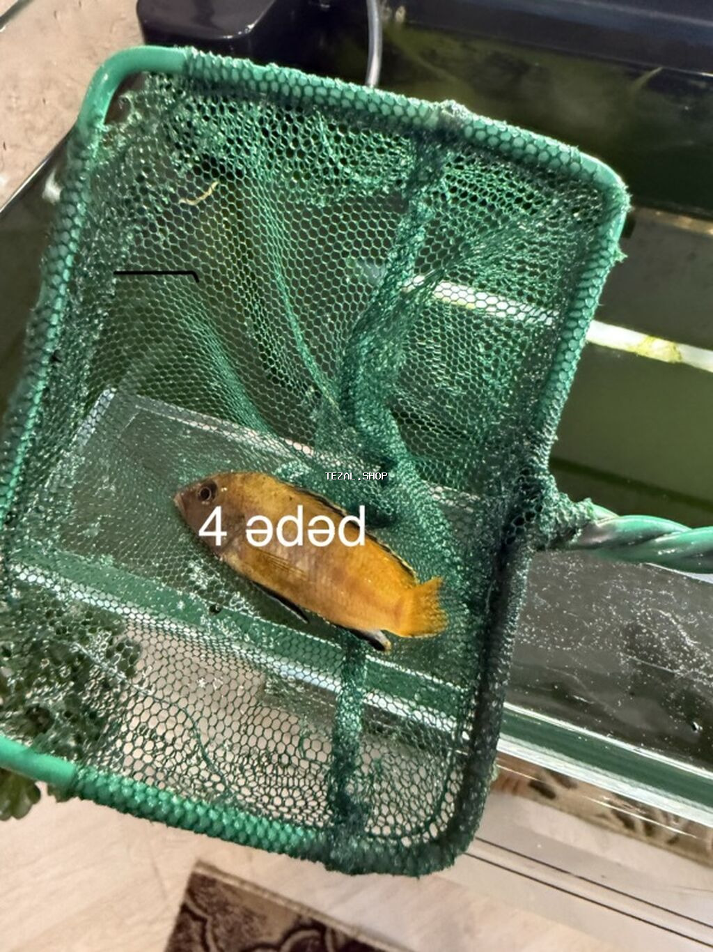 Dördbucaq akvarium, Balıqlarla birlikdə, 240 l - şəkil 5