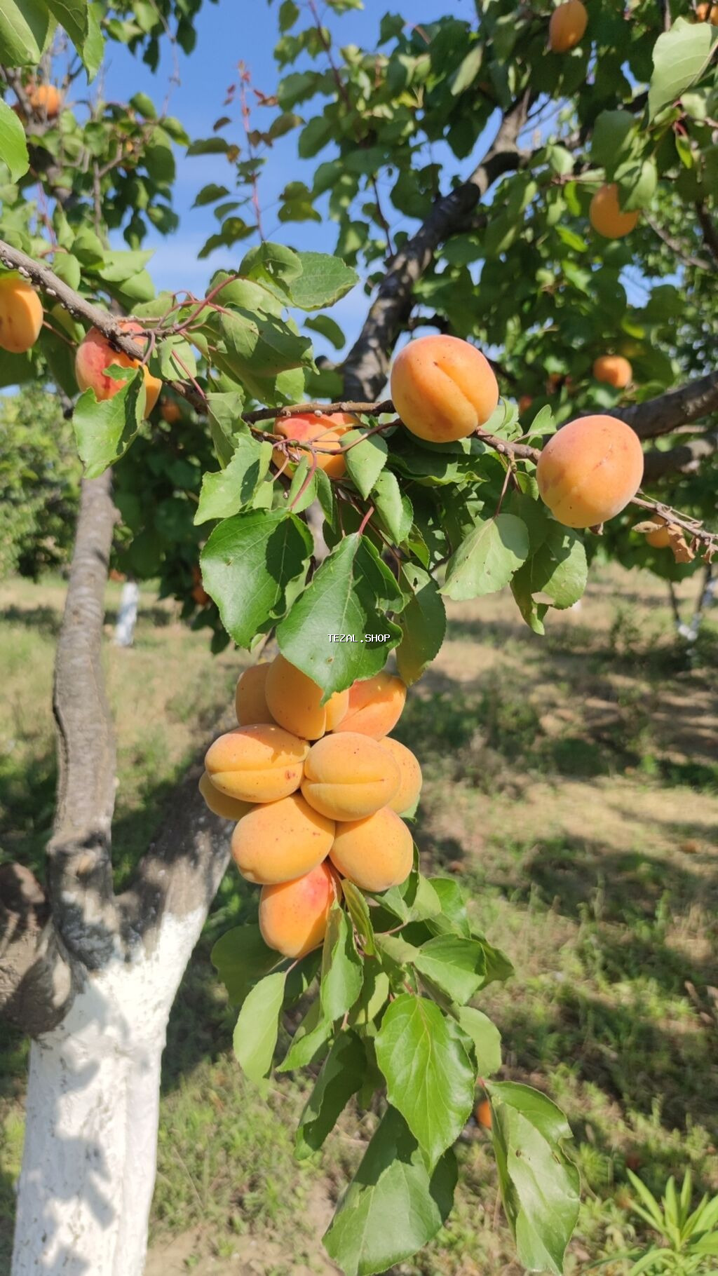 Qiymətdə endirim olundu. Abşeron rayonu, yeni saray qəsəbəsində