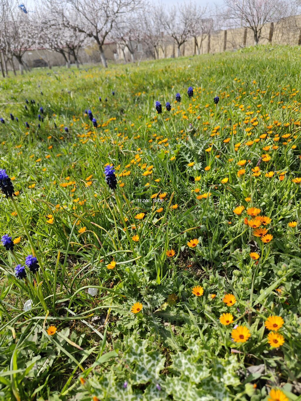 Qiymətdə endirim olundu. Abşeron rayonu, yeni saray qəsəbəsində - şəkil 2