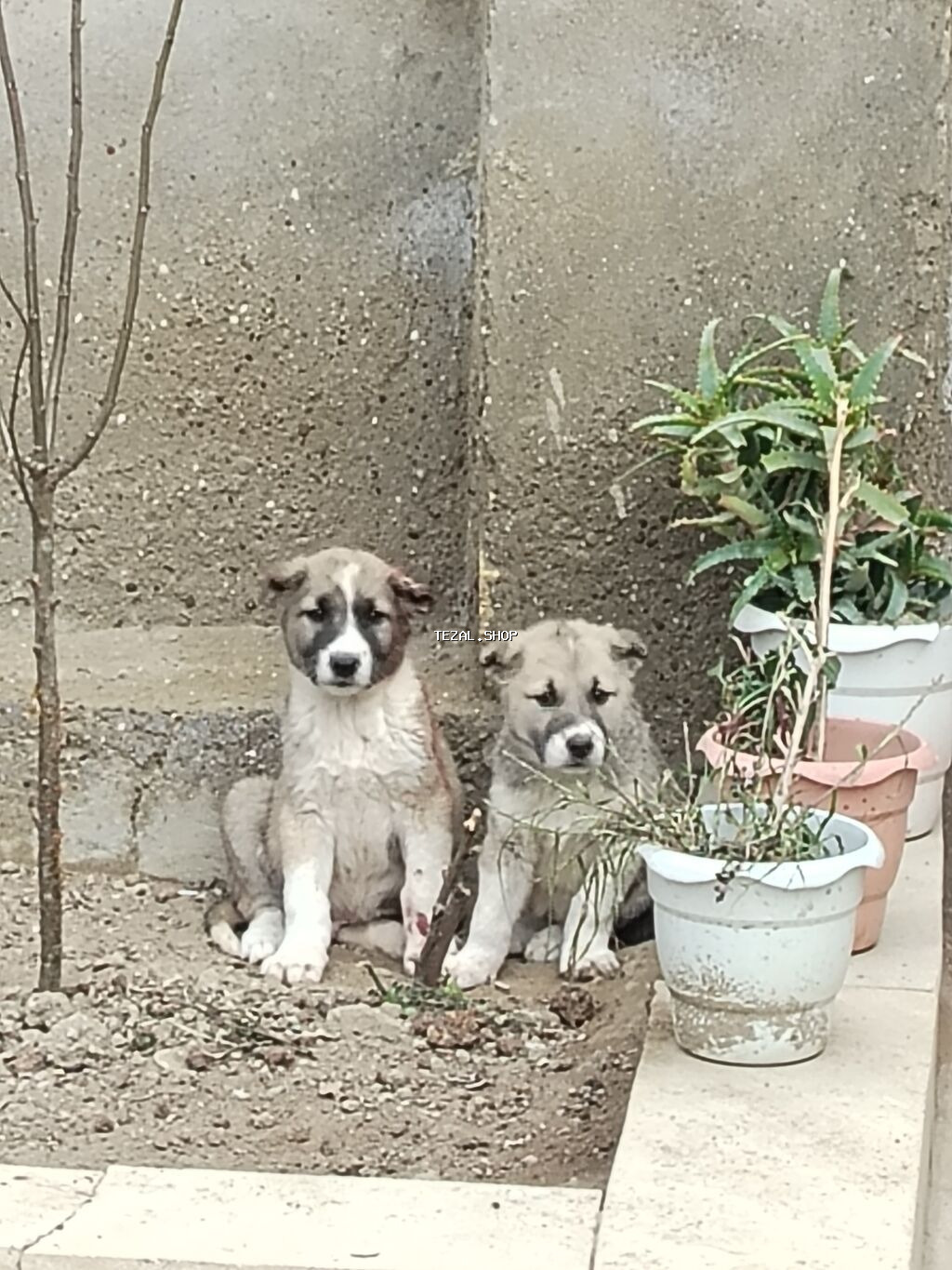 Temmiz Qan Qurdbasar kucukidi Erkekdi Qiymet sondu