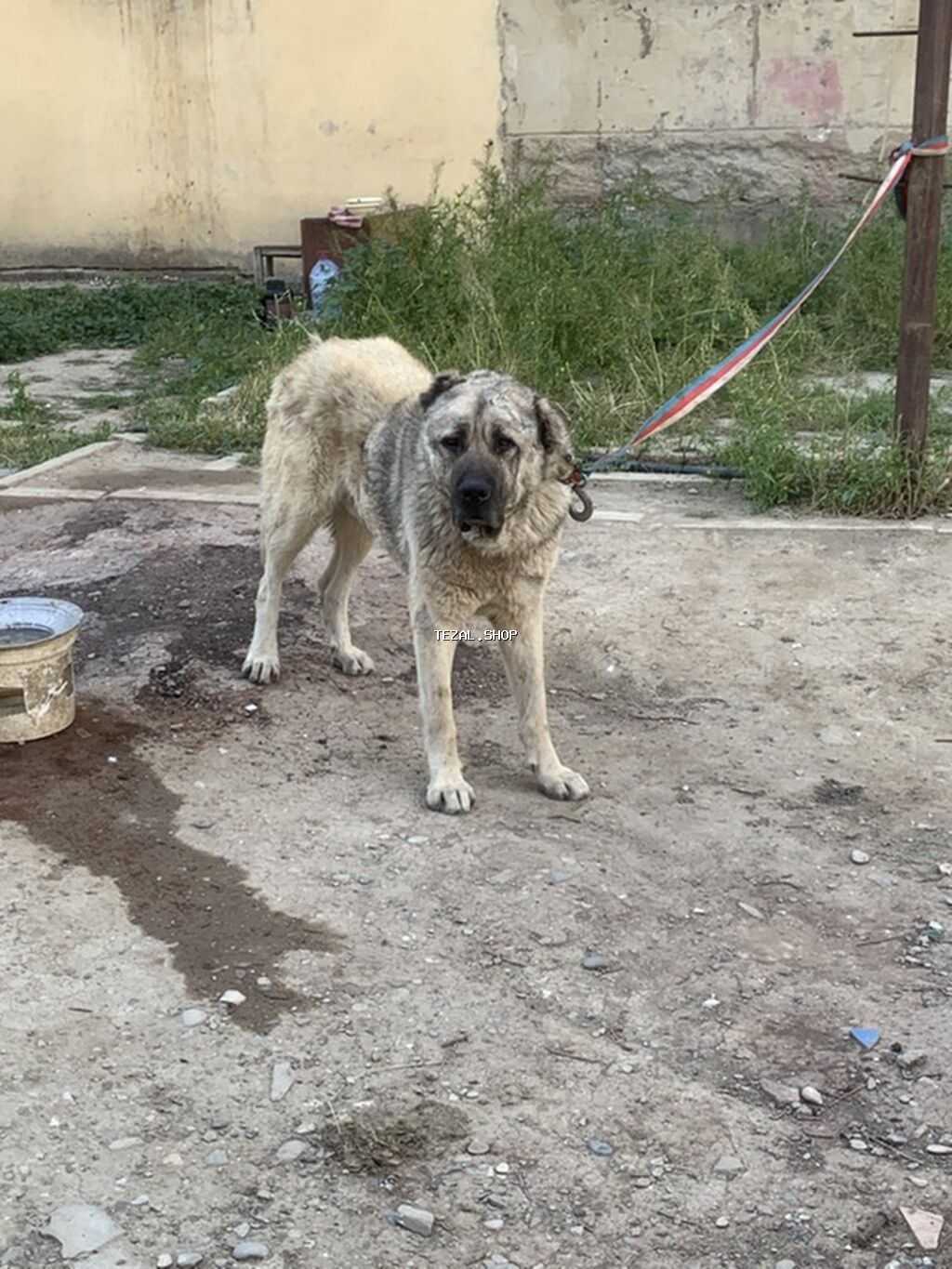 4 yasi super doyusur meydan itidi qapidada axranliqi gucdudu bu