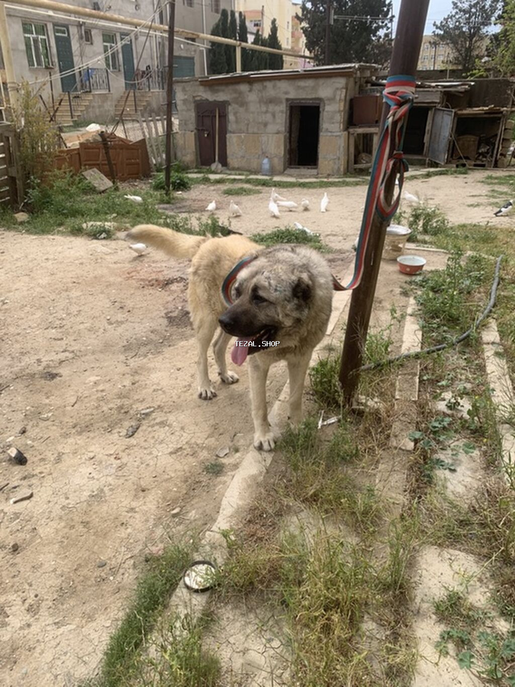 4 yasi super doyusur meydan itidi qapidada axranliqi gucdudu bu - şəkil 3