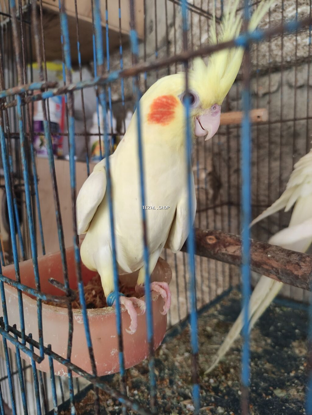 Danişan korella Karella Oxuyur Bezi sozleri deyir Baladi 3 ayliq - şəkil 2