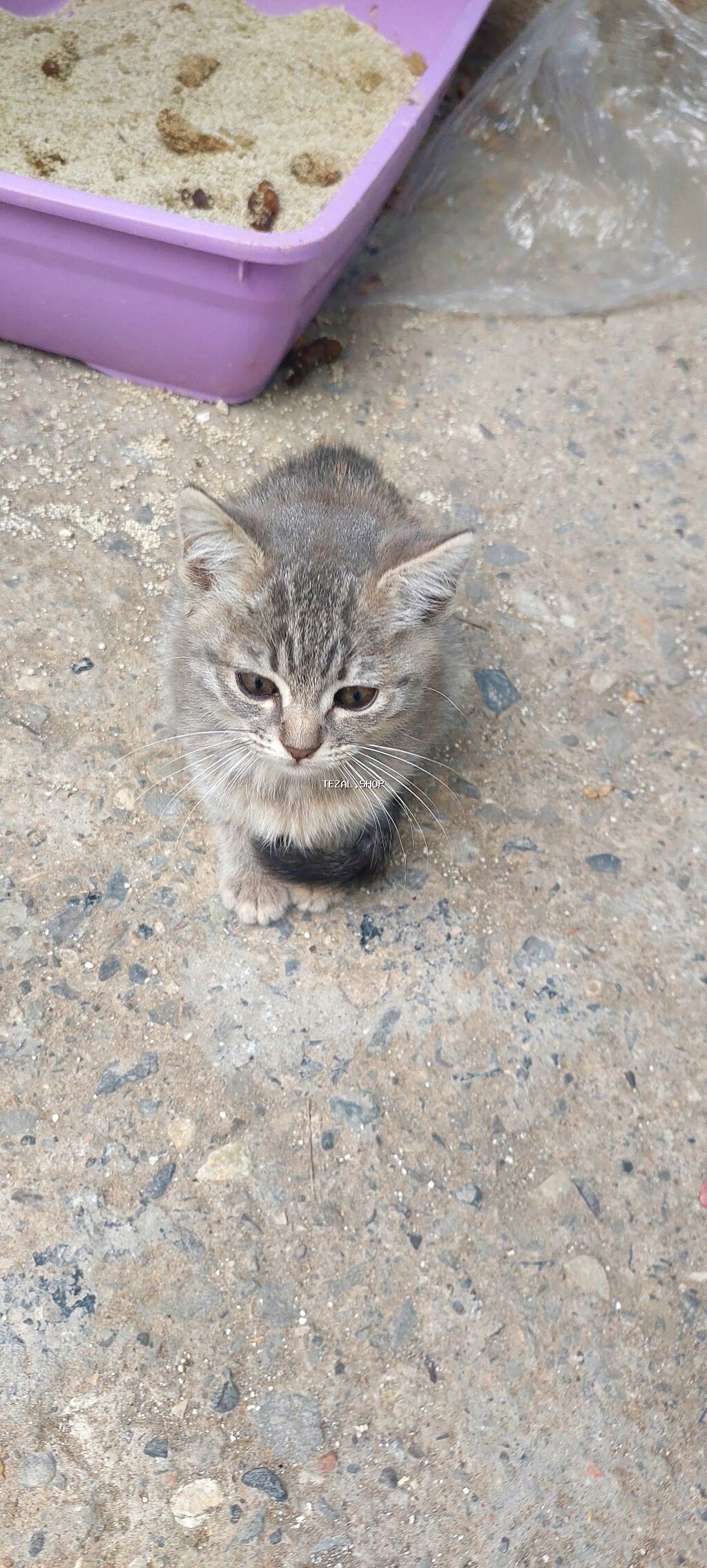 Dişi, Yaxşı əllərə, Ünvandan götürmə
