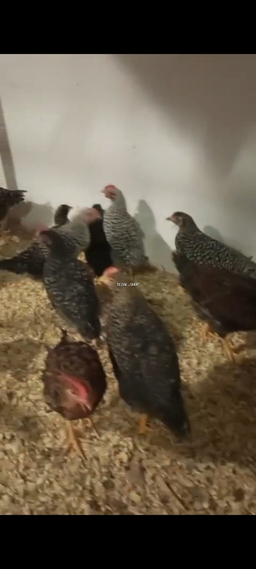 Tam saglam qurdndermanl verilmis vaksin olunmus colpalar satllr esil