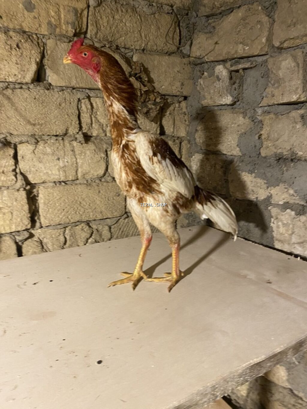 May beçesi 3 kq çekisi