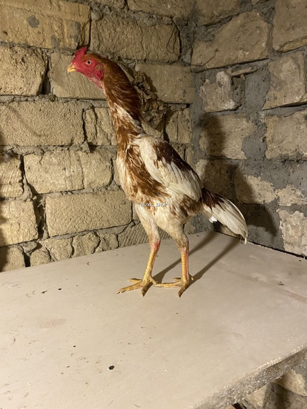 May beçesi 3 kq çekisi - şəkil 2