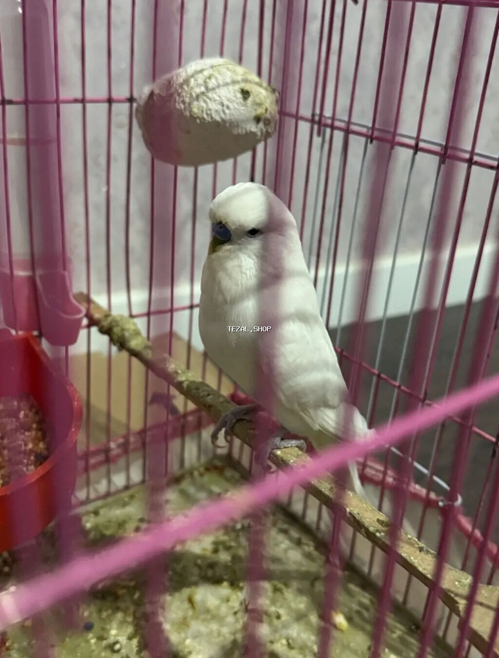 Hazır cüt Temiz qan çexlər satılır.Bala veribler balaya çox yaxşi - şəkil 2