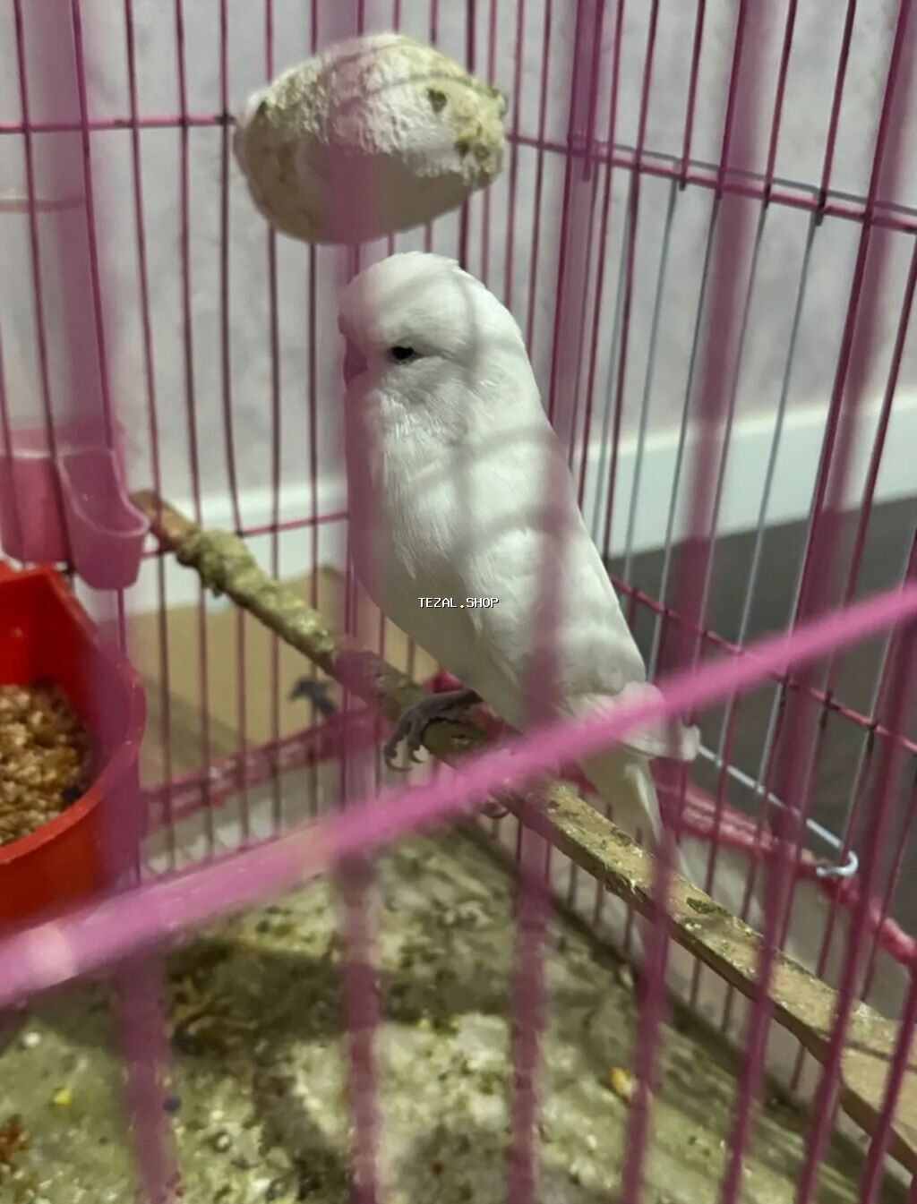 Hazır cüt Temiz qan çexlər satılır.Bala veribler balaya çox yaxşi - şəkil 4