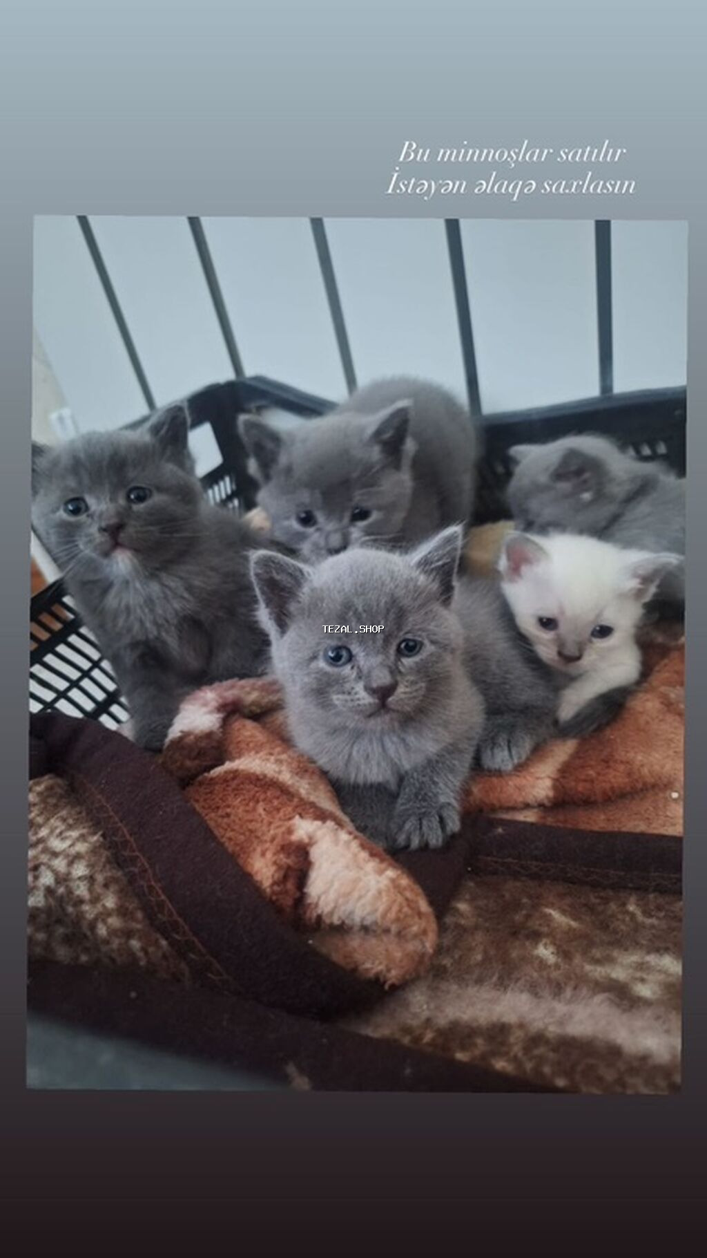 Salam bu minnoşlar satılır istəyən əlaqə saxlasın